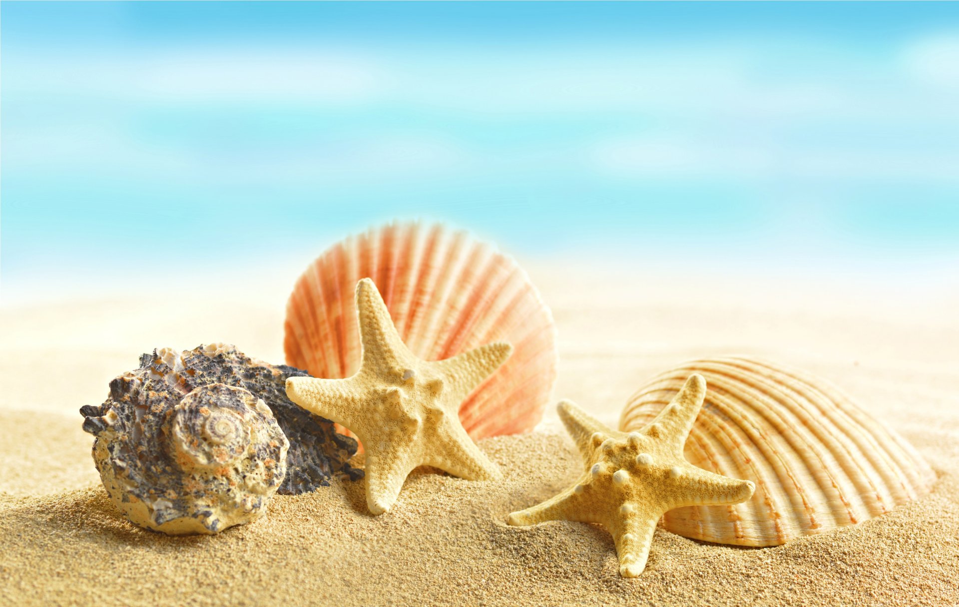 eashells starfish beach sand sea