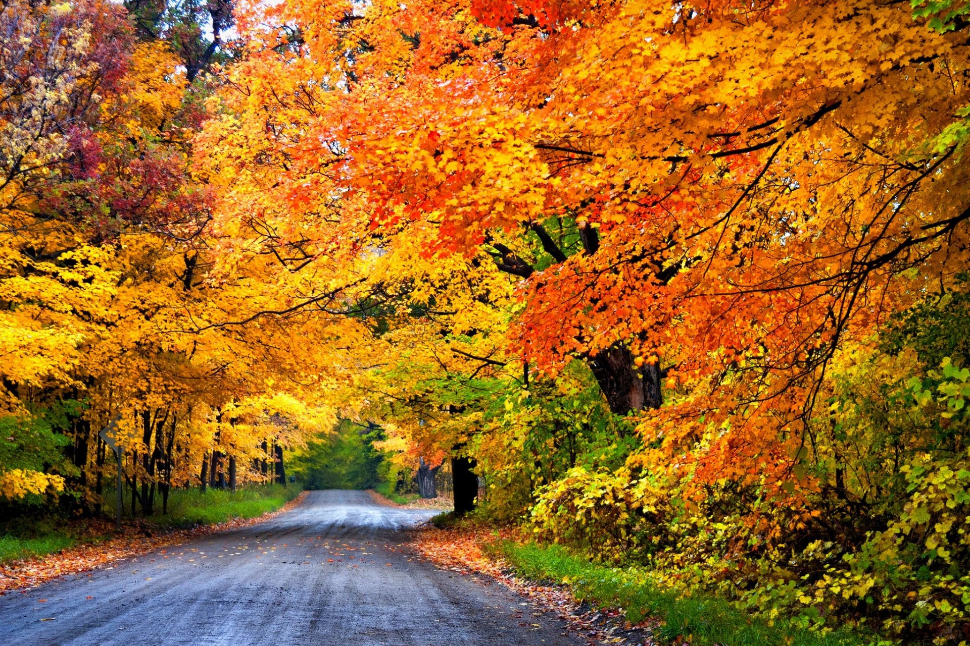 natur wald park bäume blätter bunt straße herbst herbst farben zu fuß