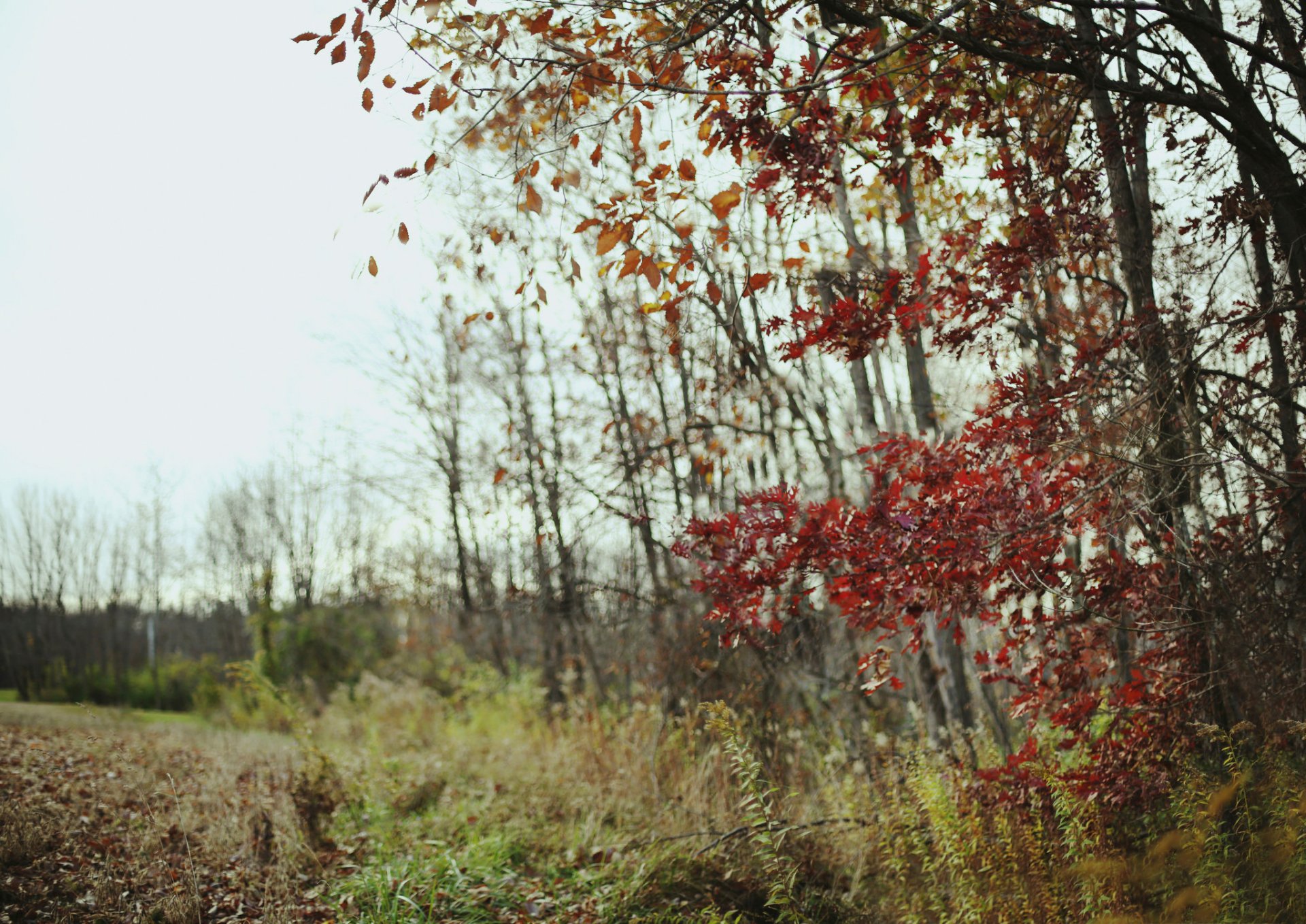 campo foresta autunno