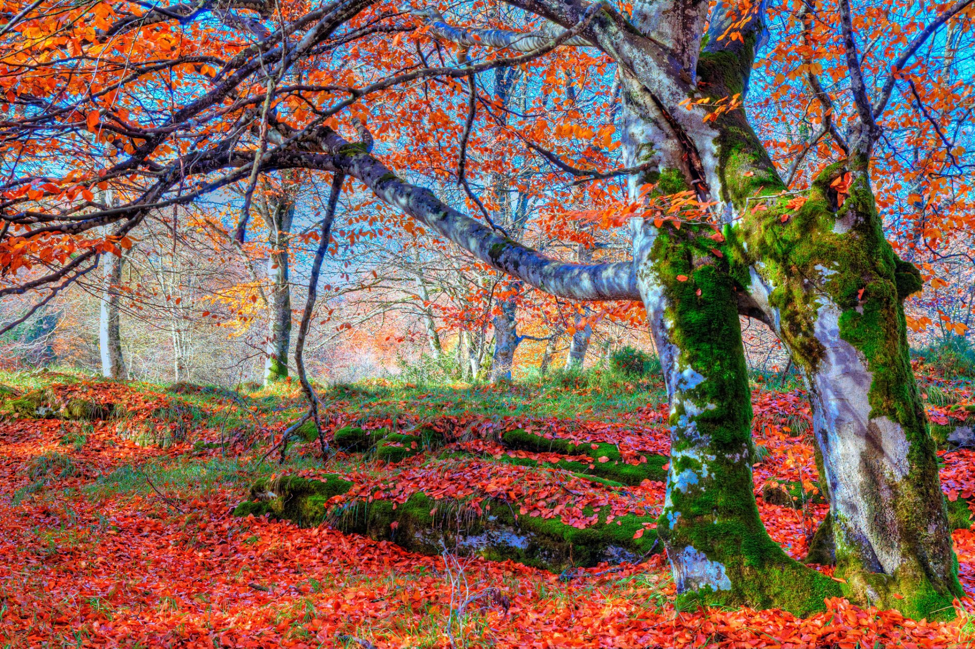 forest slope tree leaves moss autumn