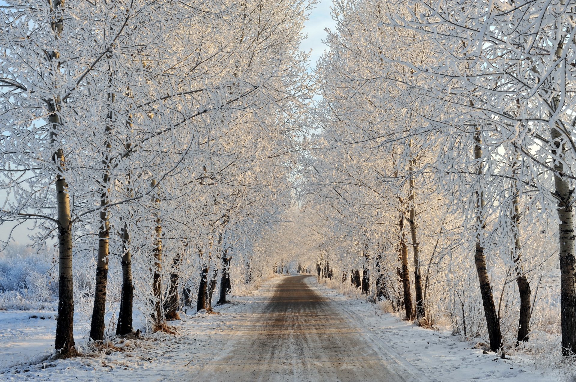 route arbres paysage hiver