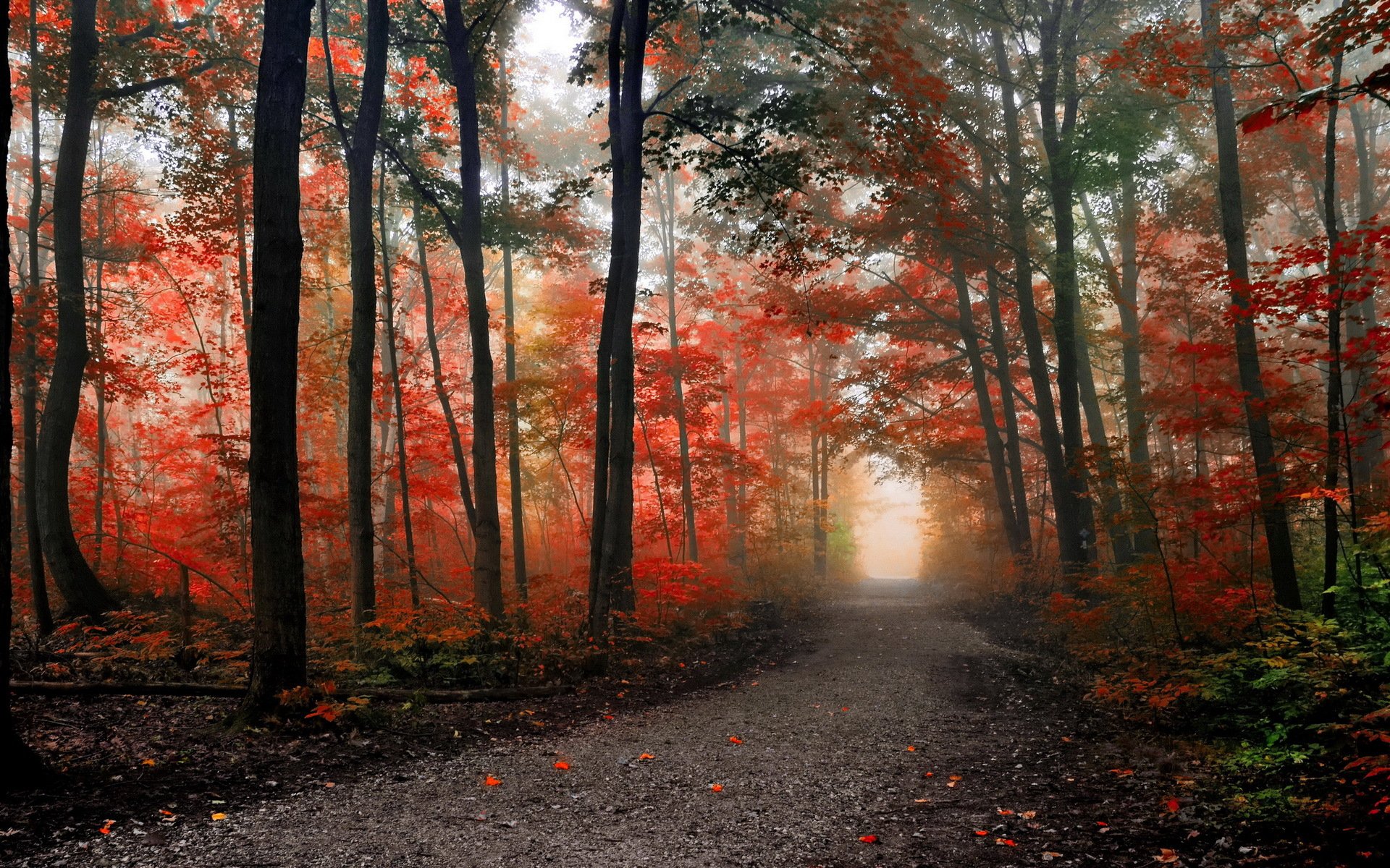 autumn forest road