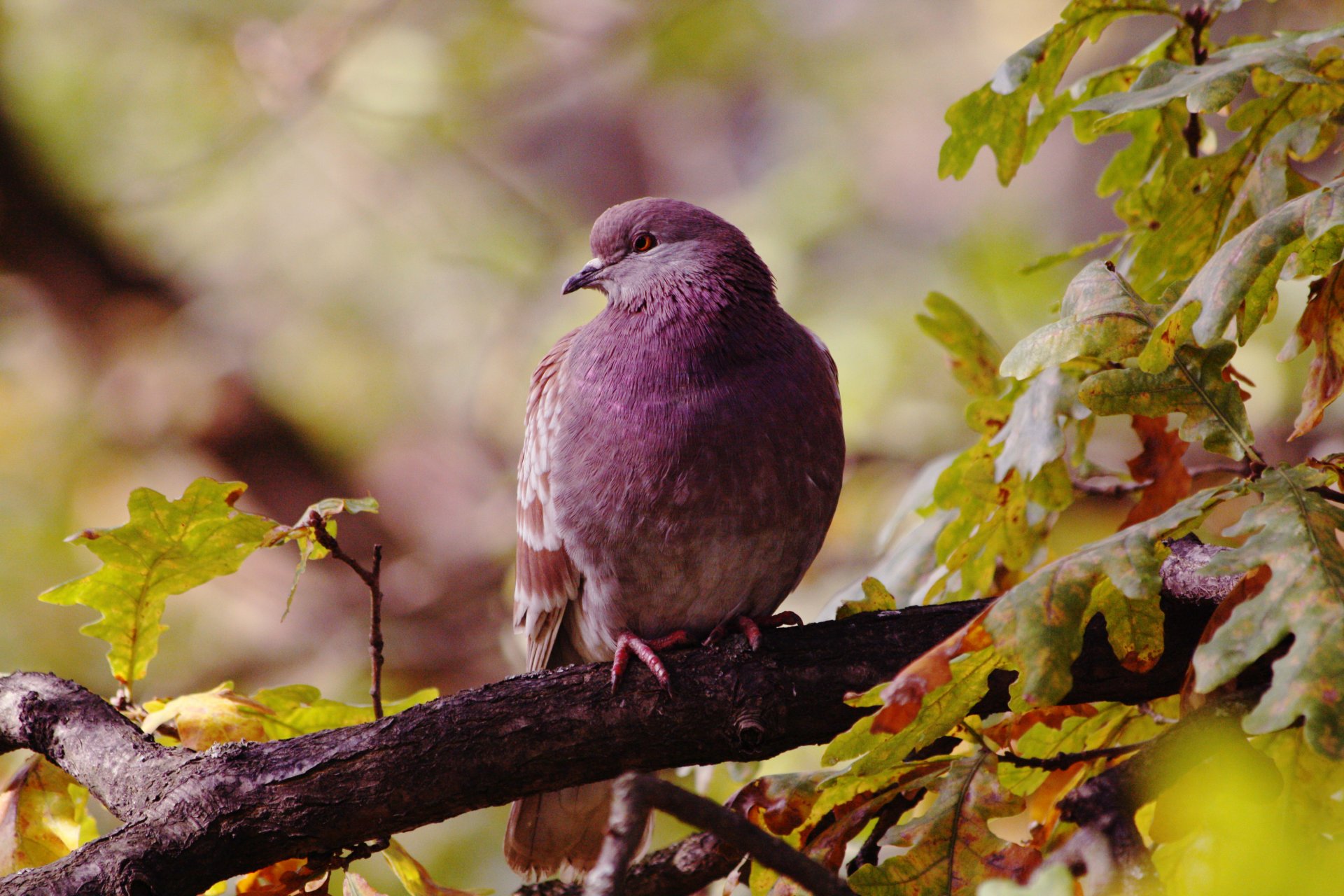 birds poultry blue branch oak autumn leave