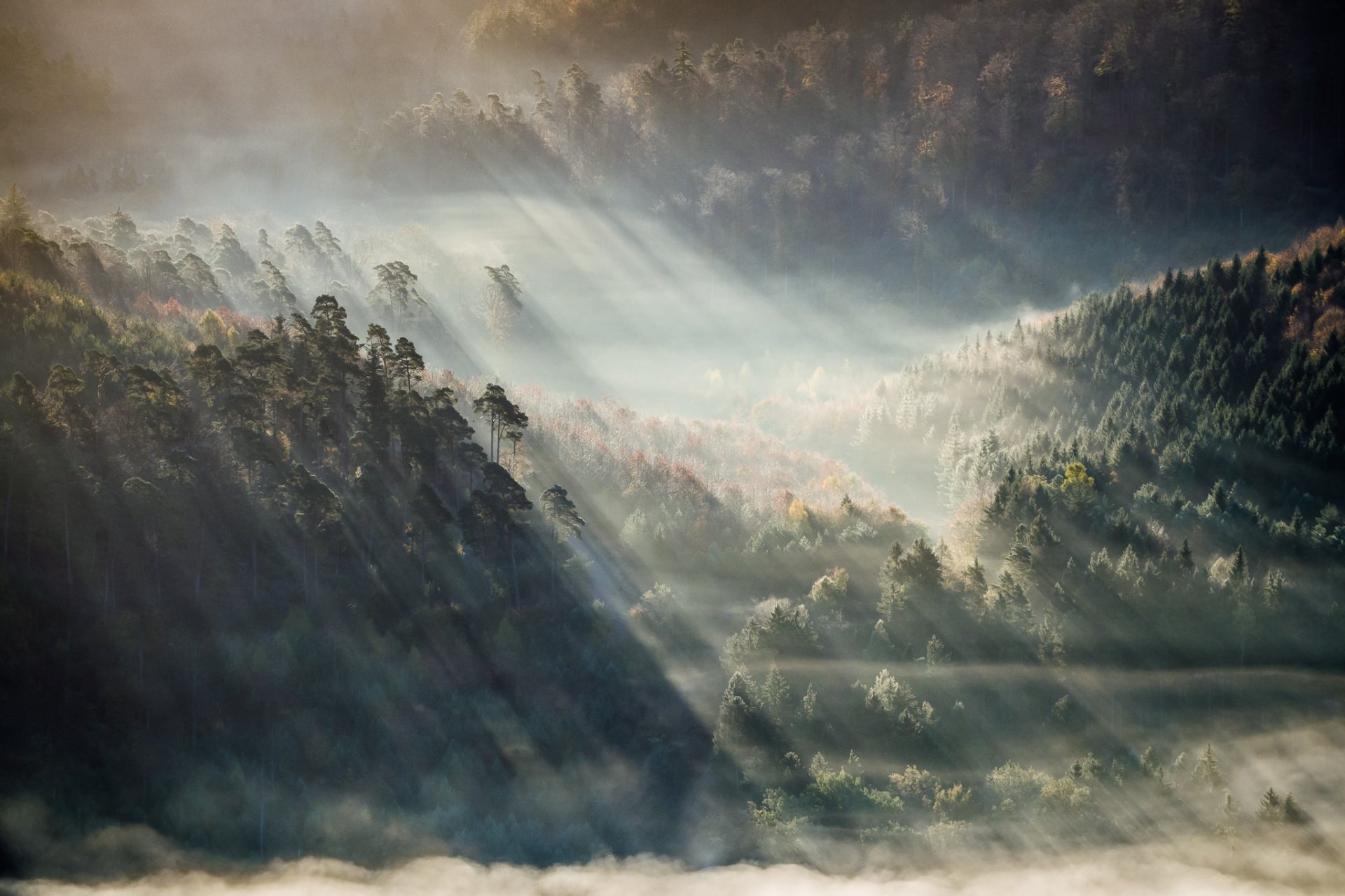 montagne foresta nebbia raggi del sole