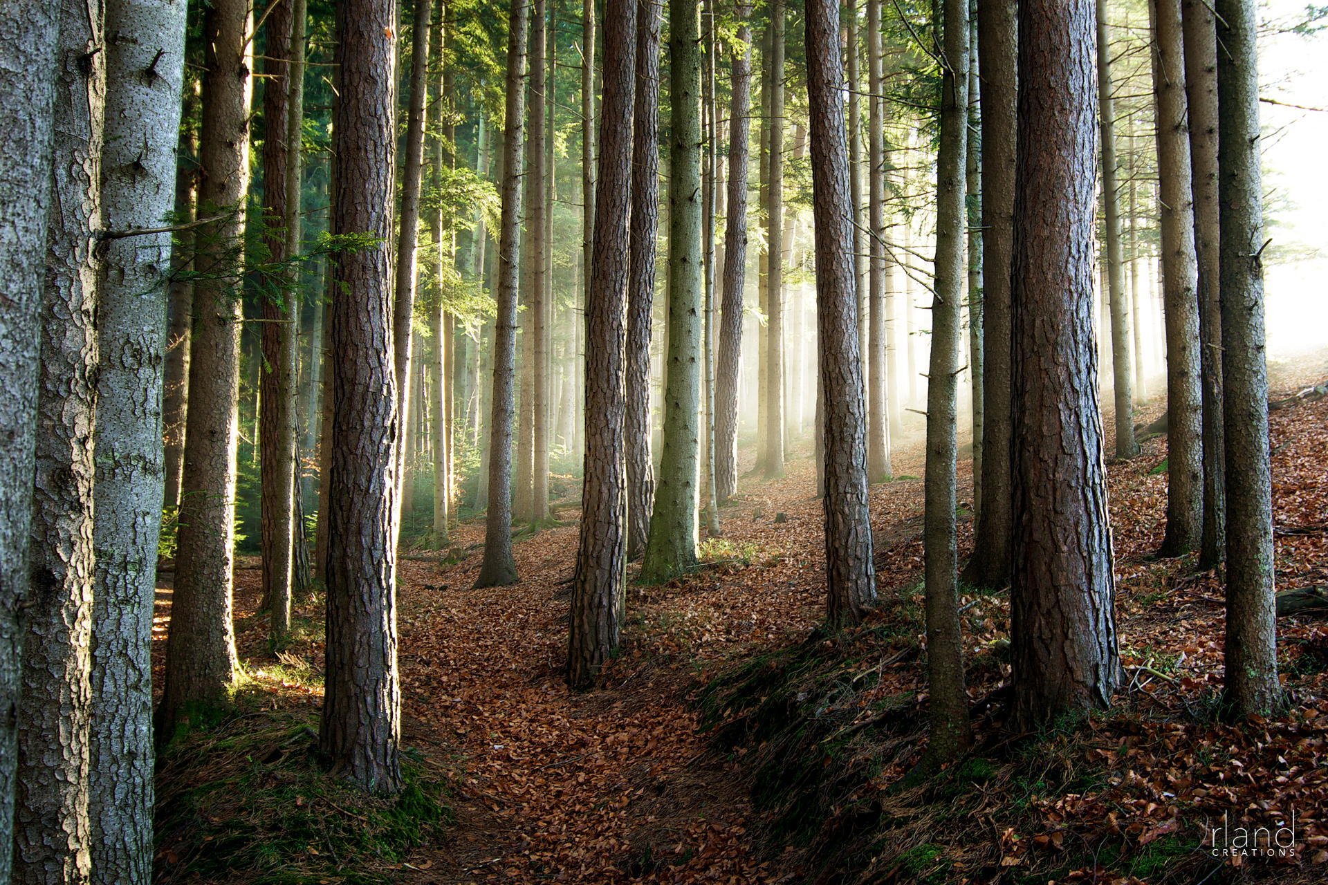 nature forest tree