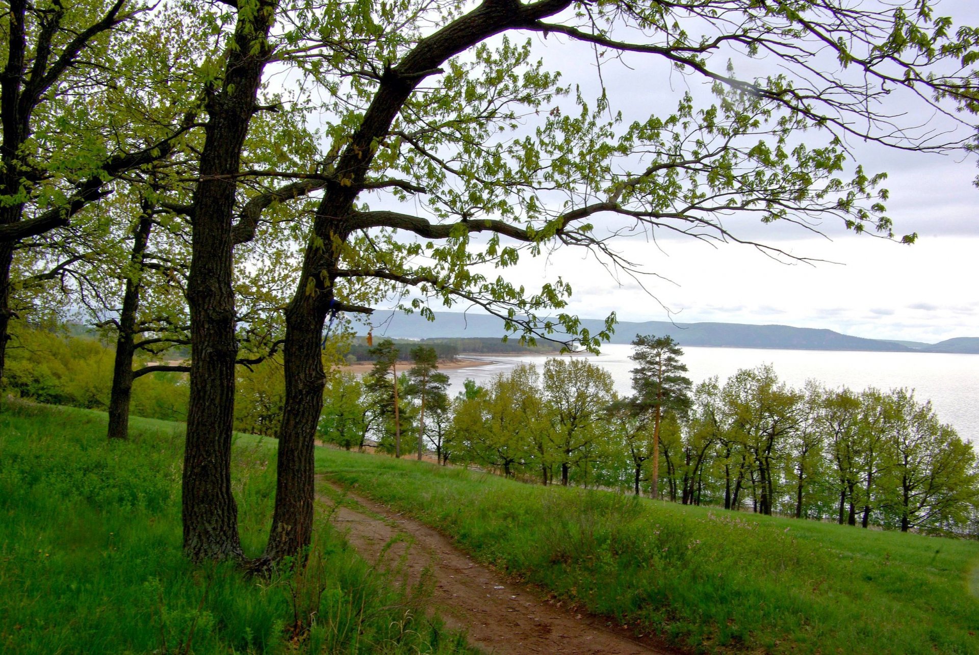 volga fiume alberi riva