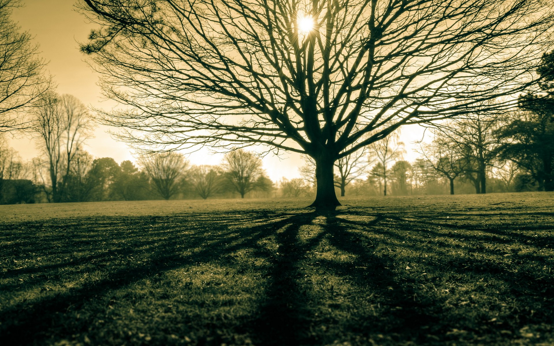 albero campo luce natura