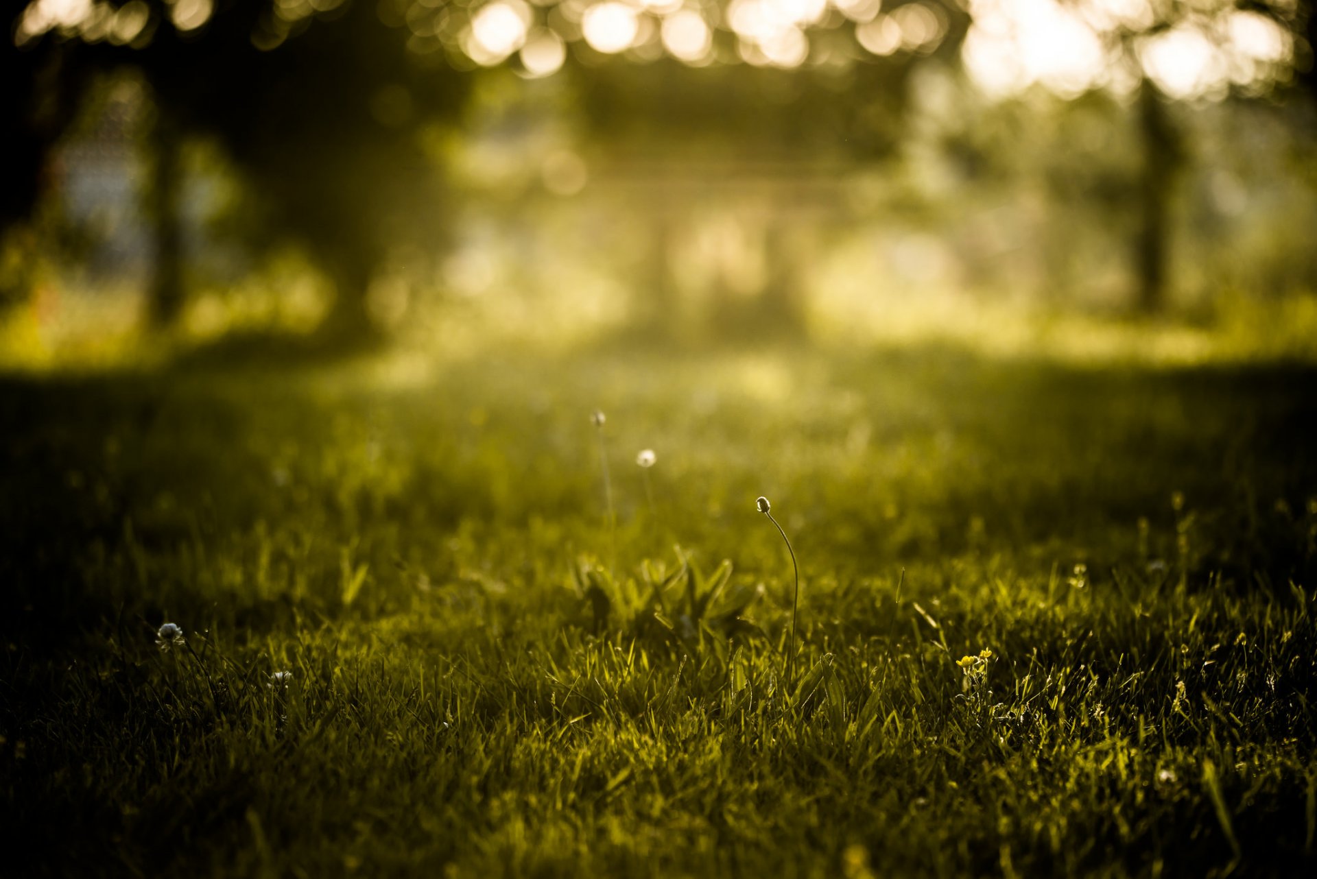 natur sommer gras bokeh