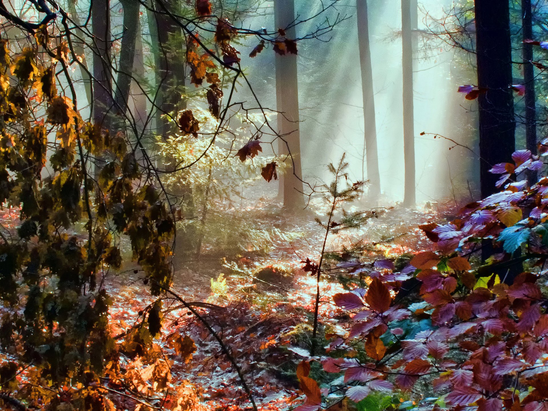 wald strahlen herbst blätter farbe regenbogen licht bäume