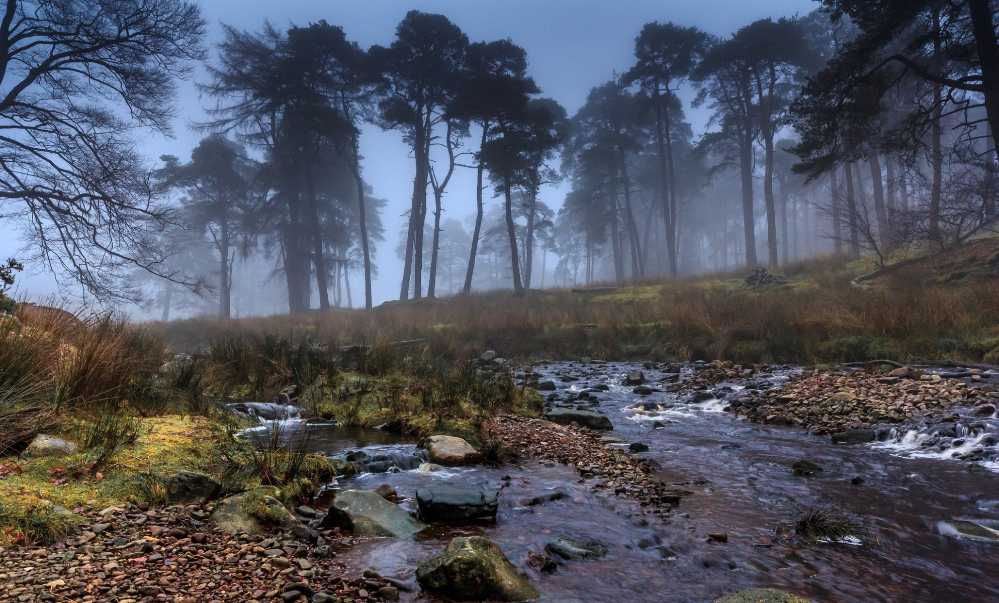 alberi nebbia ruscello pietre