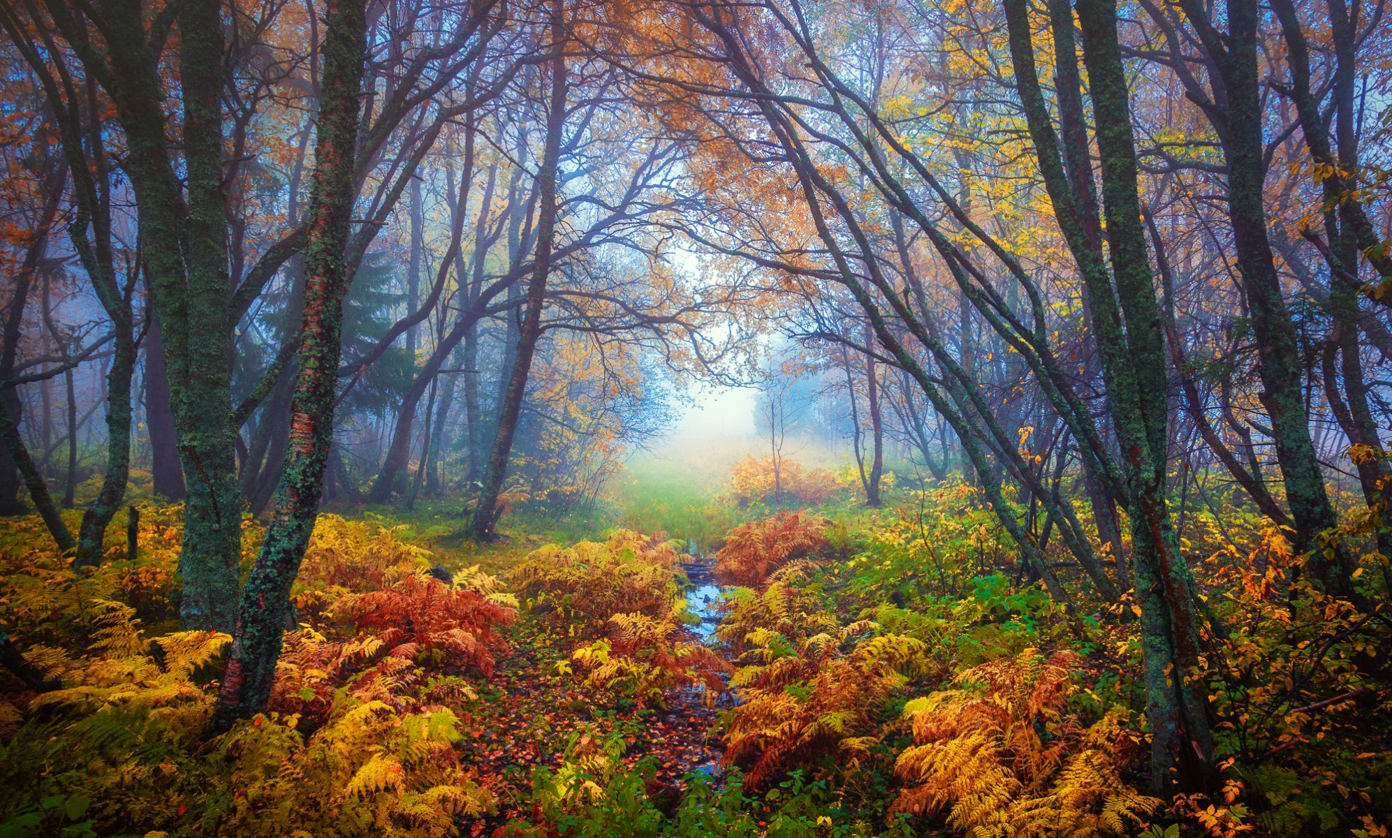 wald bäume zweige blätter gelb farn nebel herbst natur