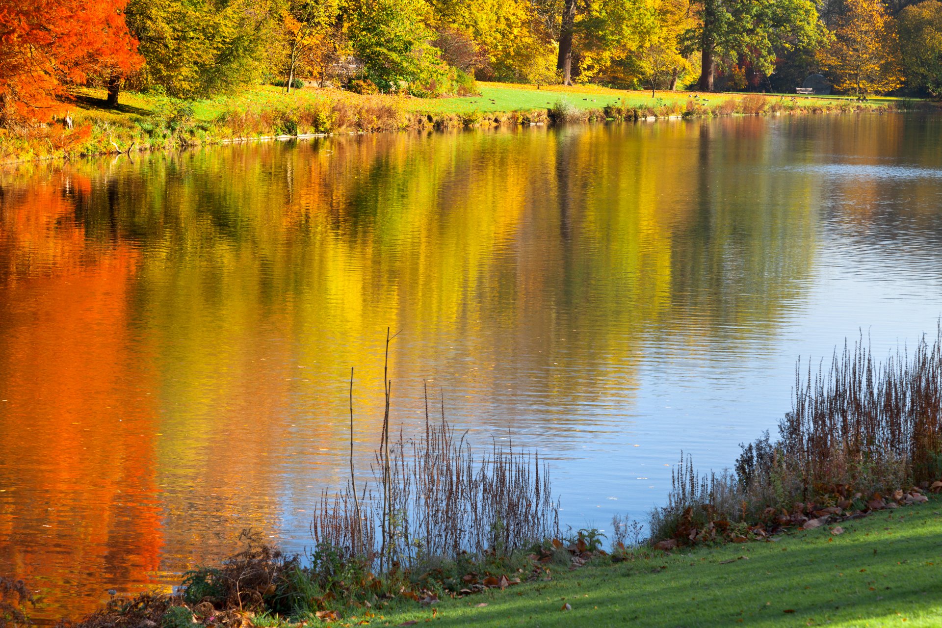 parc d automne arbres colorés arbres lac nature paysage belle scène réflexion