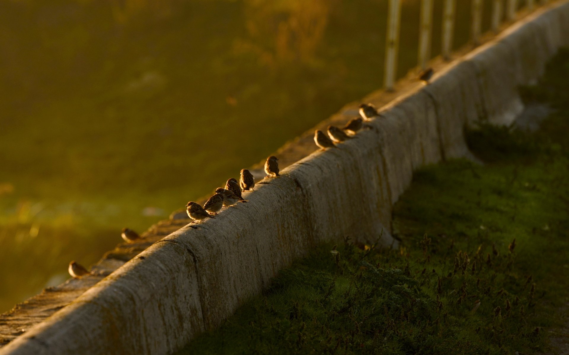 sonnenuntergang spatzen natur