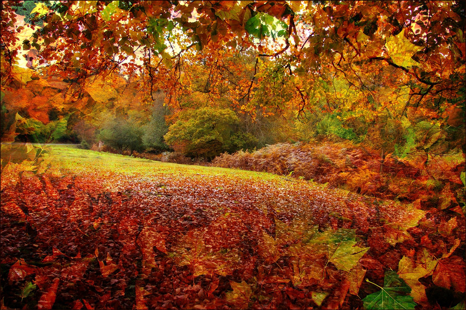 new forest hampshire anglia jesień las liście drzewa kolaż rendering