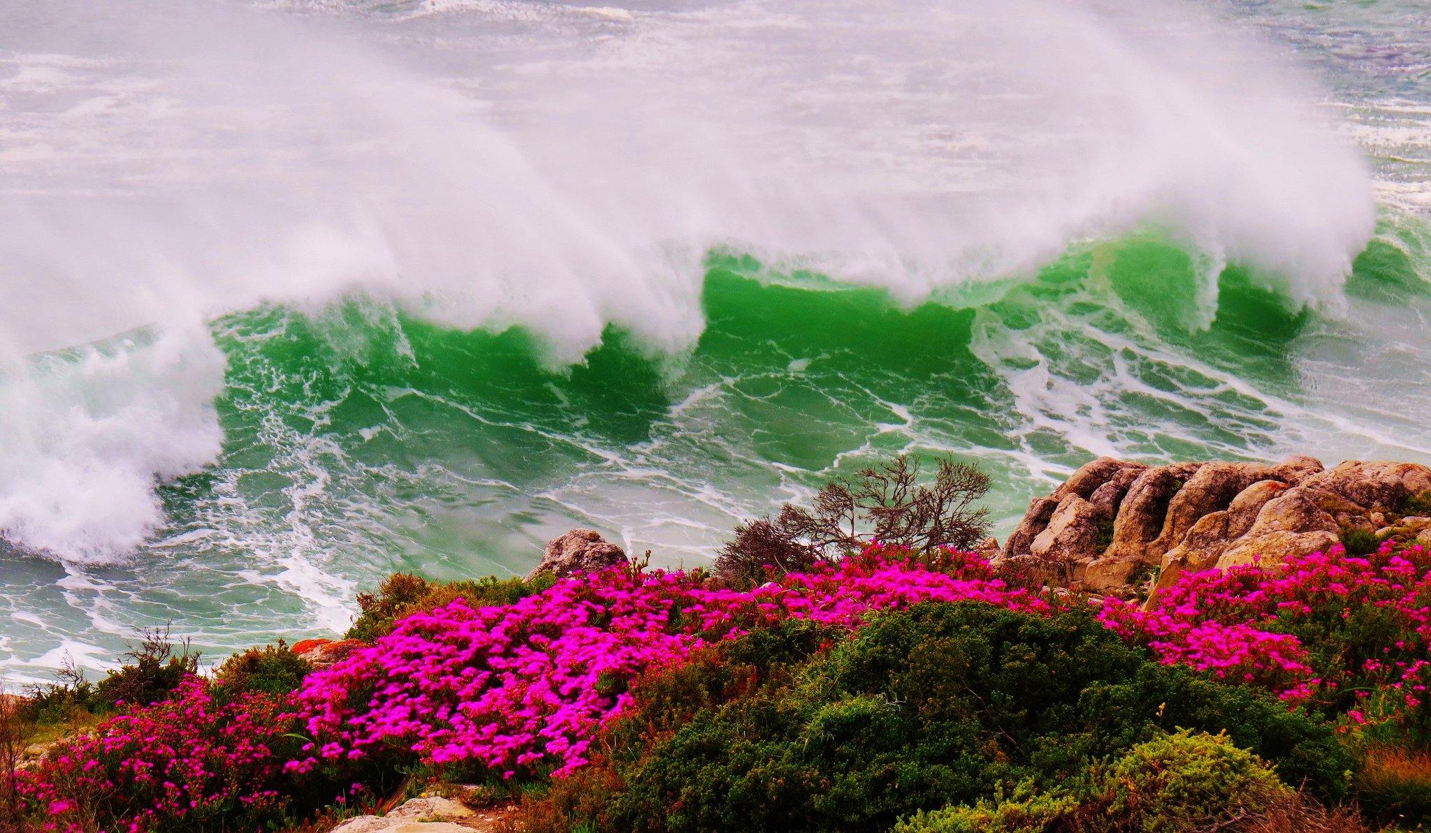 mare onde tempesta riva roccia fiori