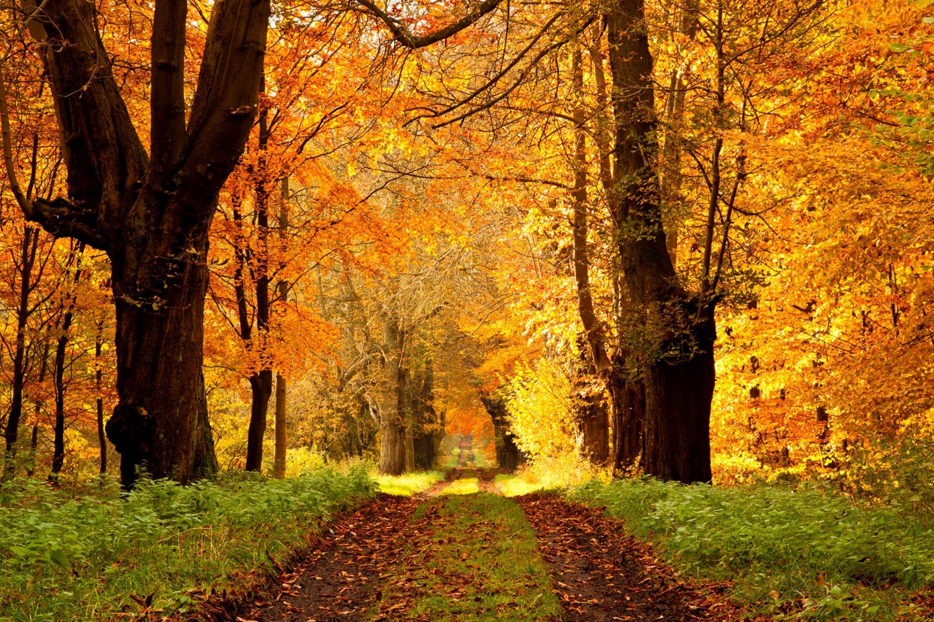 nature forêt parc arbres feuilles coloré route automne automne couleurs promenade