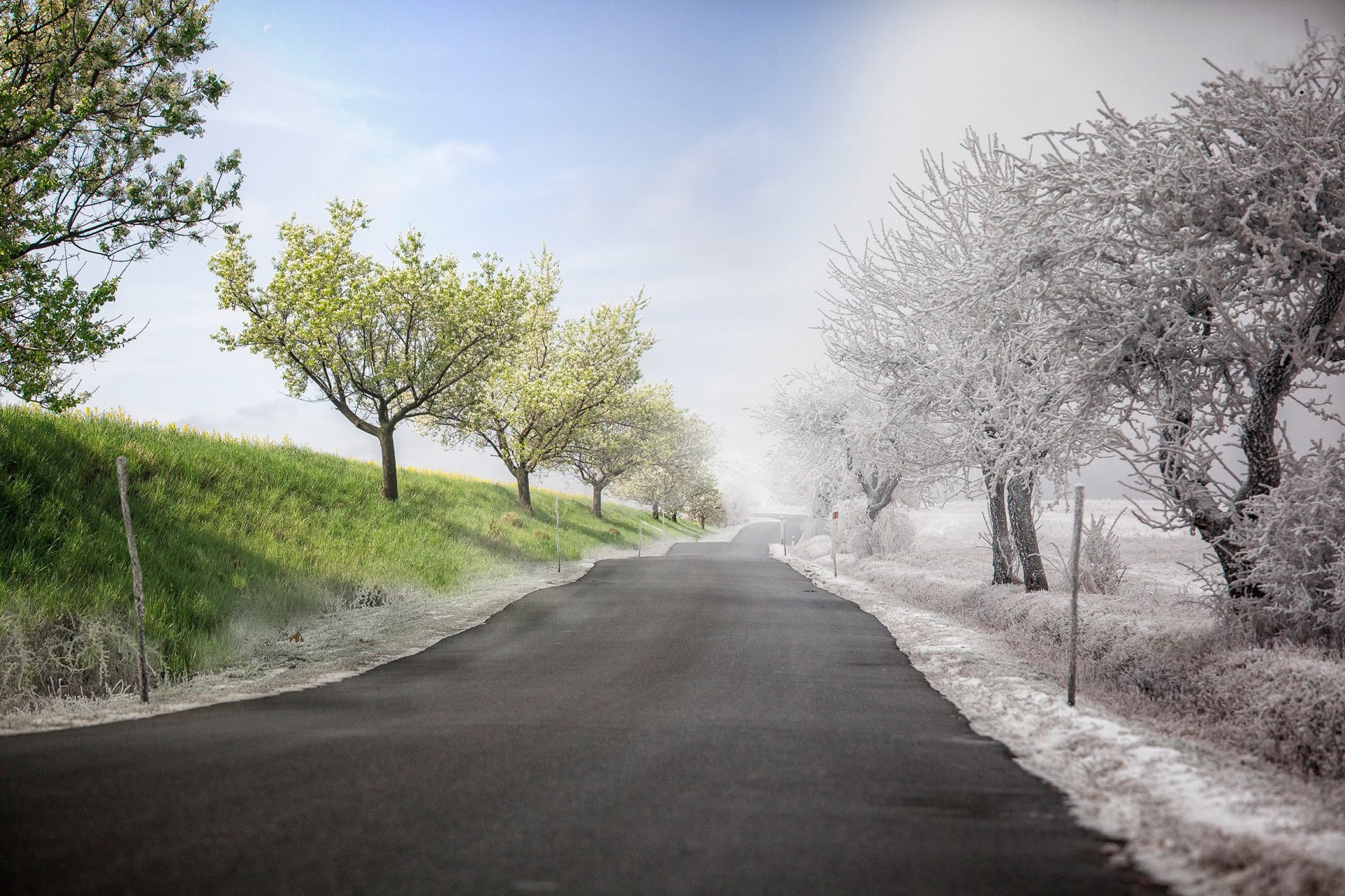 bäume straße frost grün