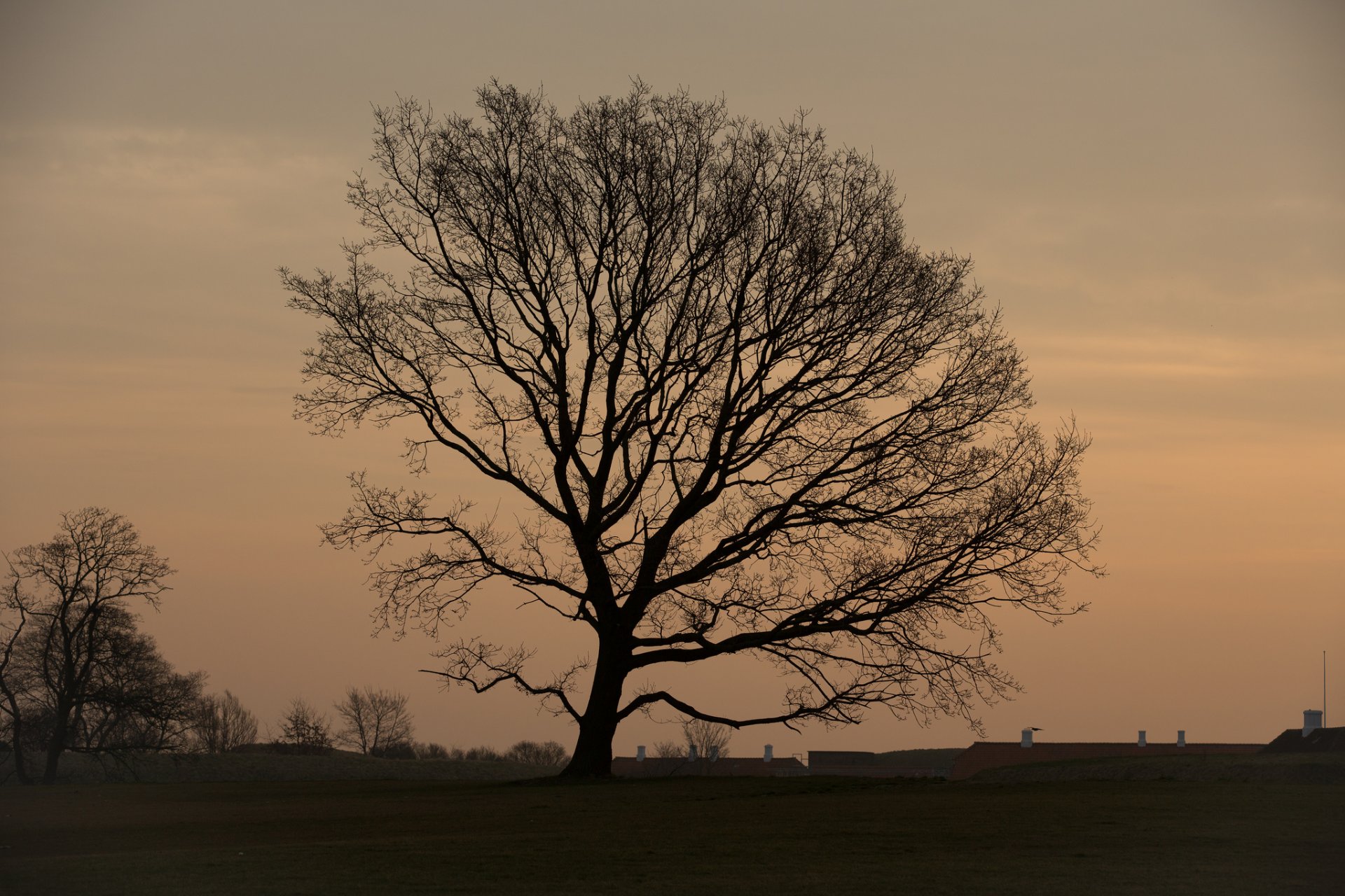 morning the field tree roof