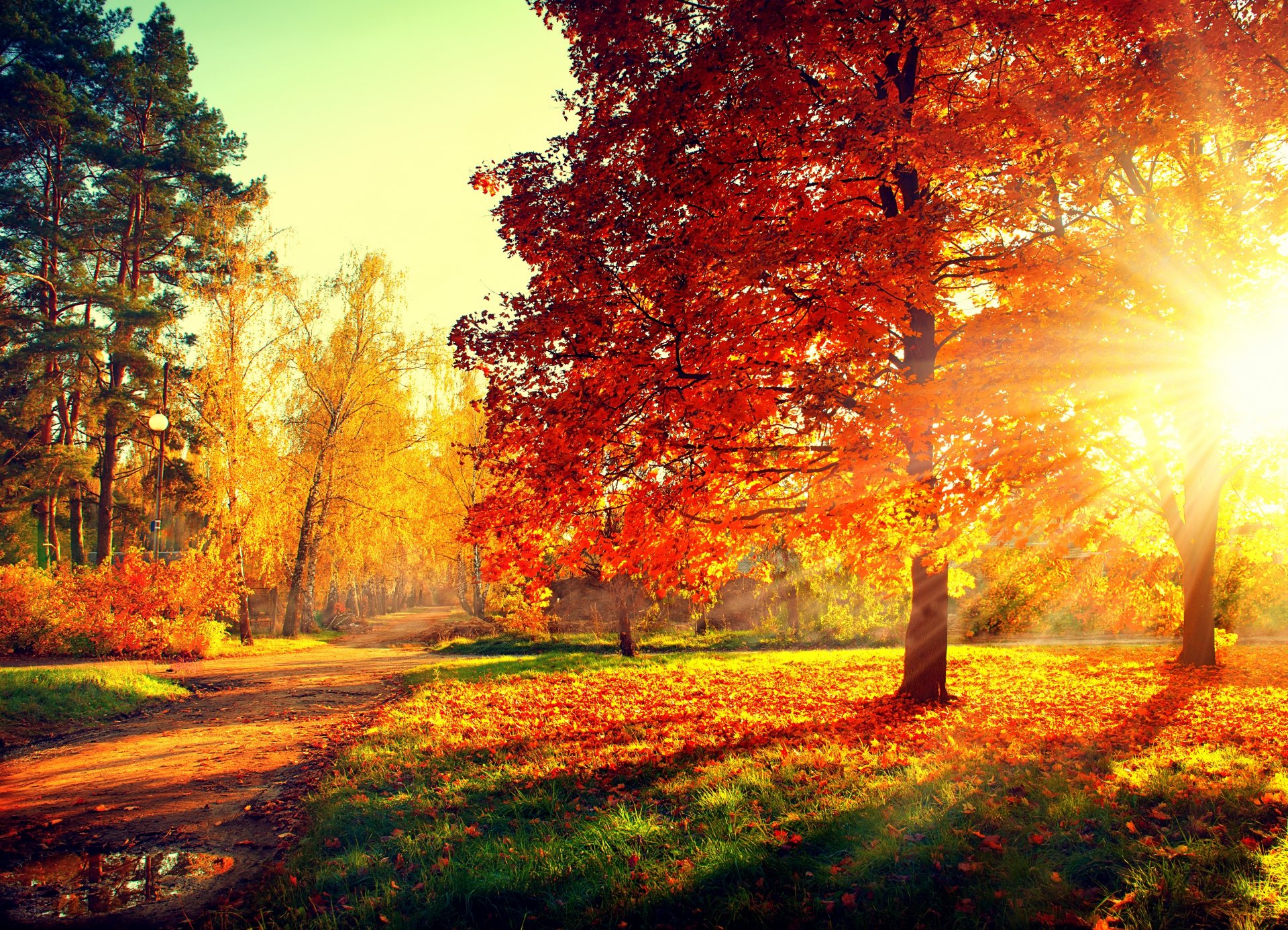 nature forêt parc arbres feuilles coloré route automne automne couleurs marche coucher de soleil