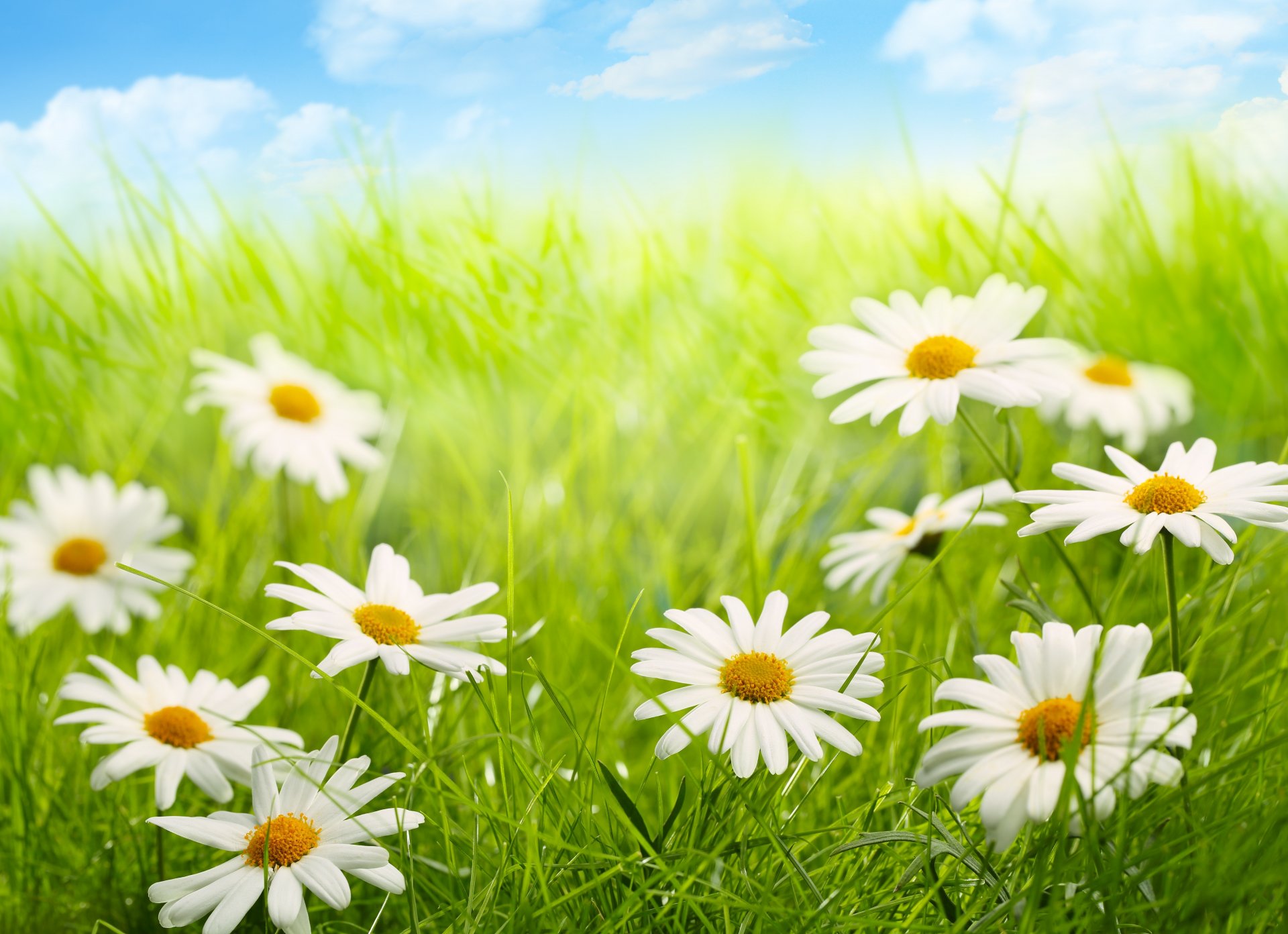 nature ciel nuages herbe fleurs marguerites herbe fleurs