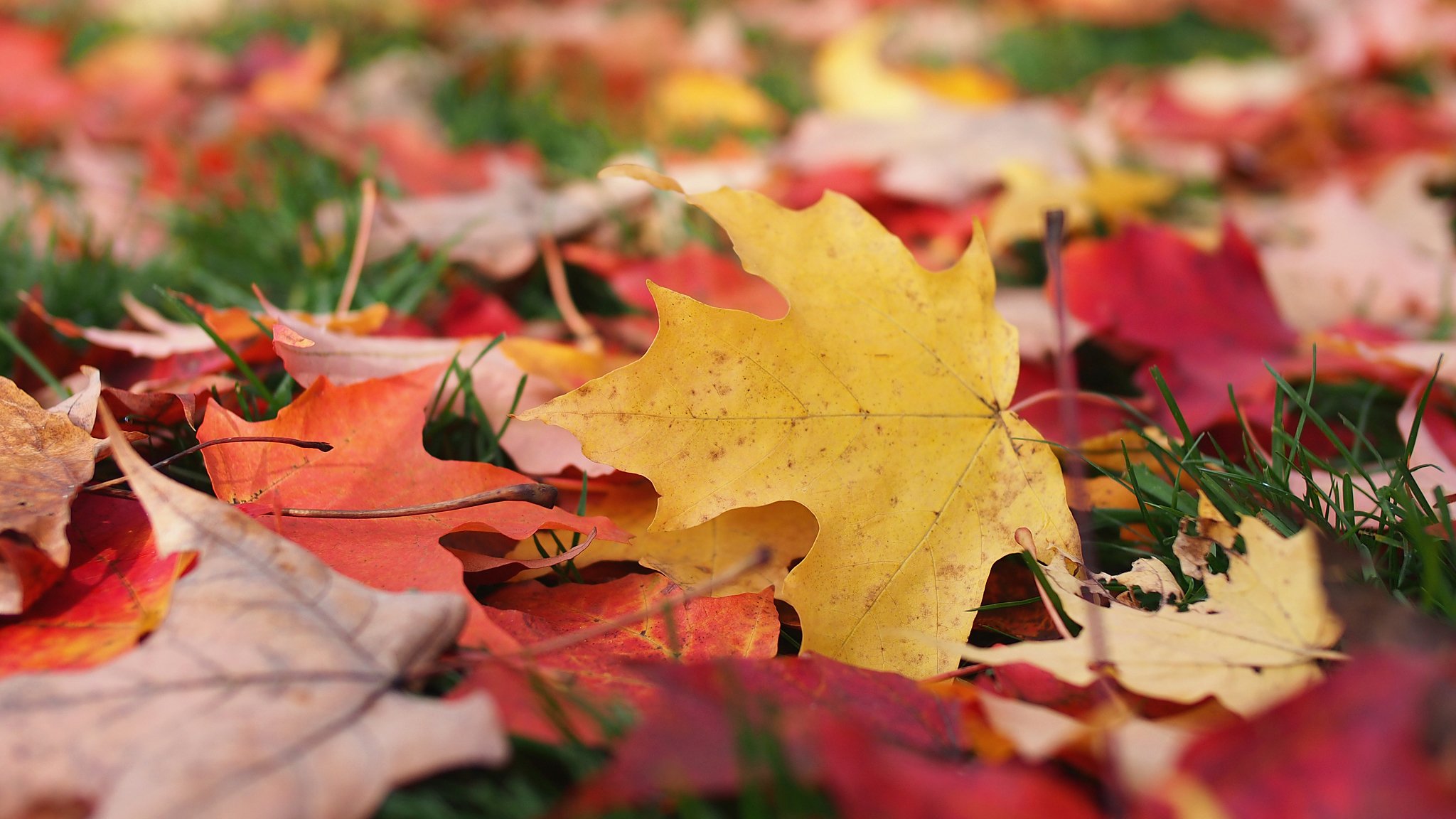 autunno foglie macro