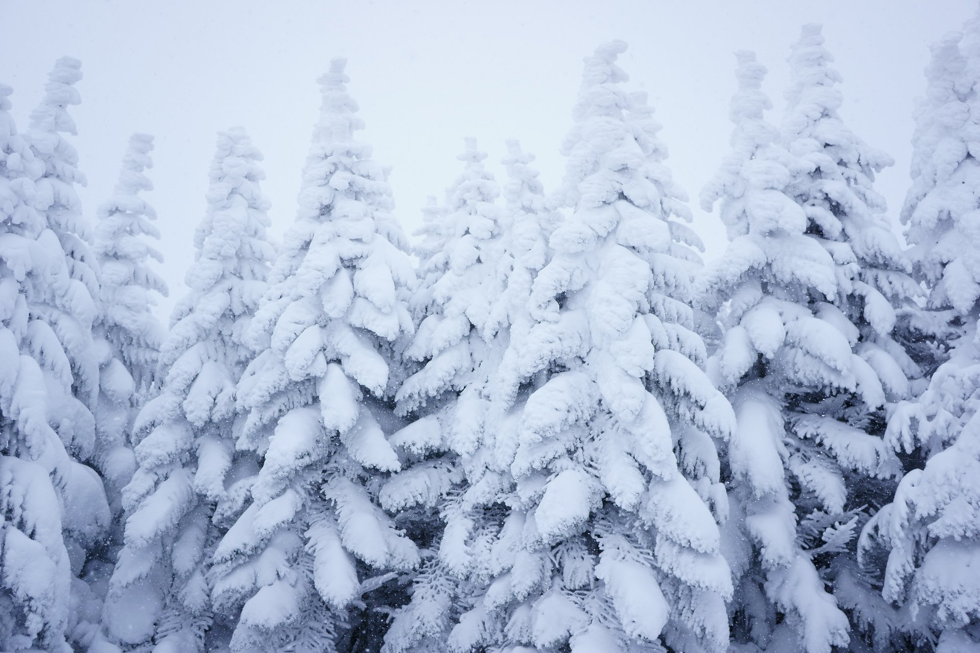 las śnieg zima