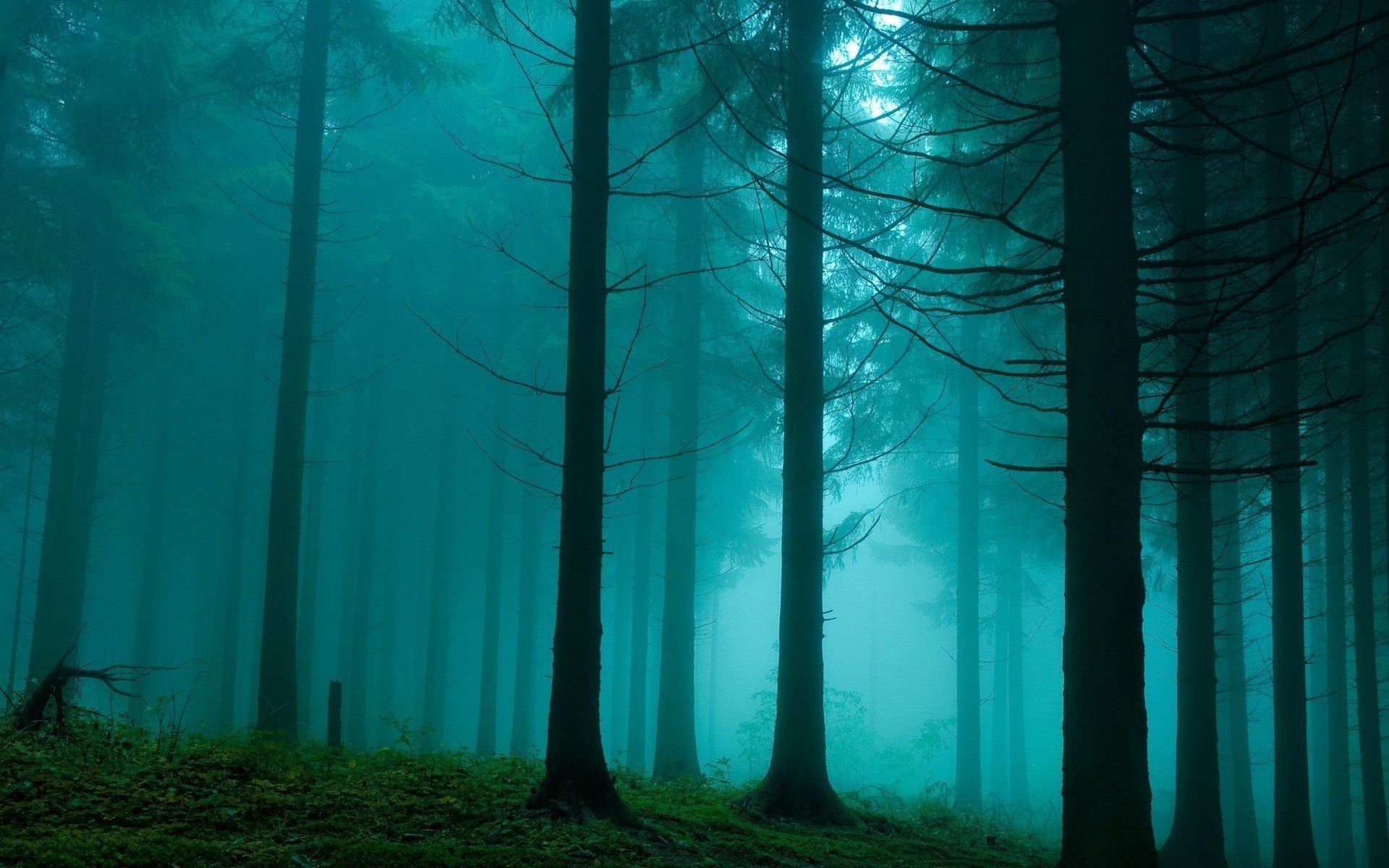 nature forest slope thicket light fog mist haze shroud blue veil