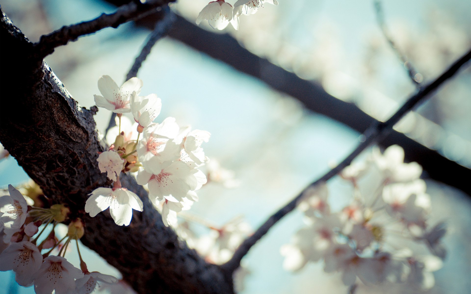 baum blumen blüte frühling frucht