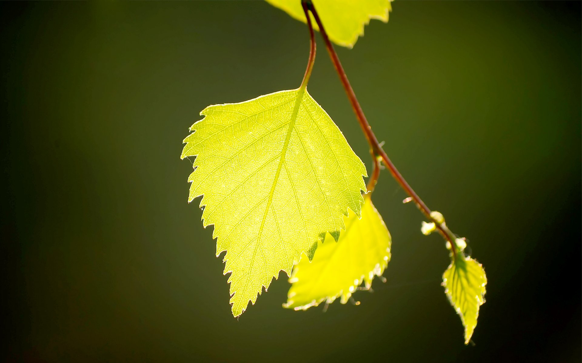 leaves birch close up light green