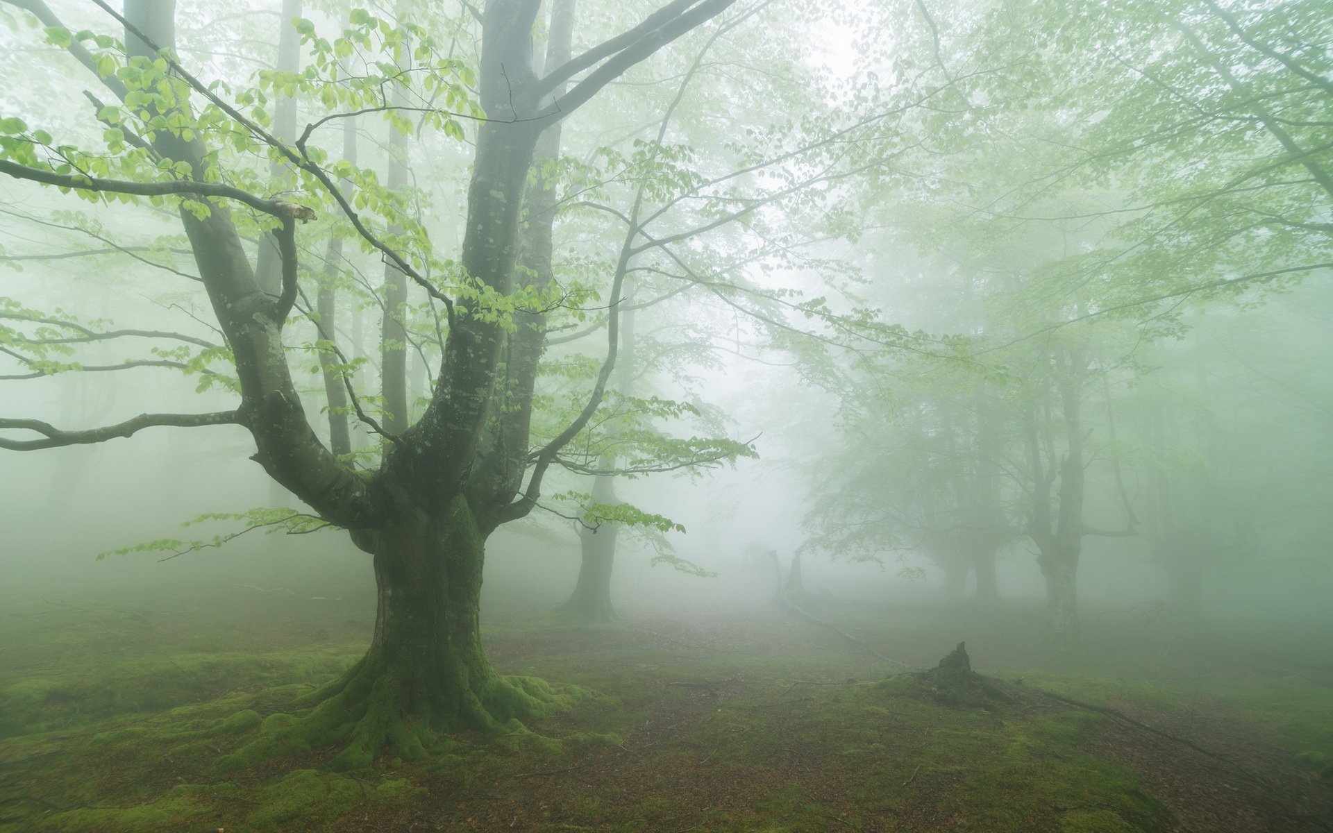 wald nebel natur