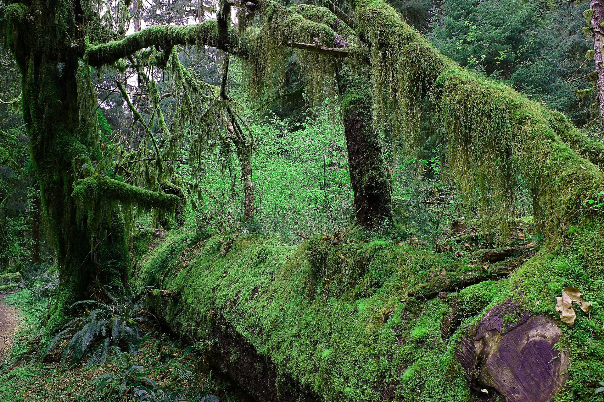 bosque árboles musgo matorral matorral rama tronco selva