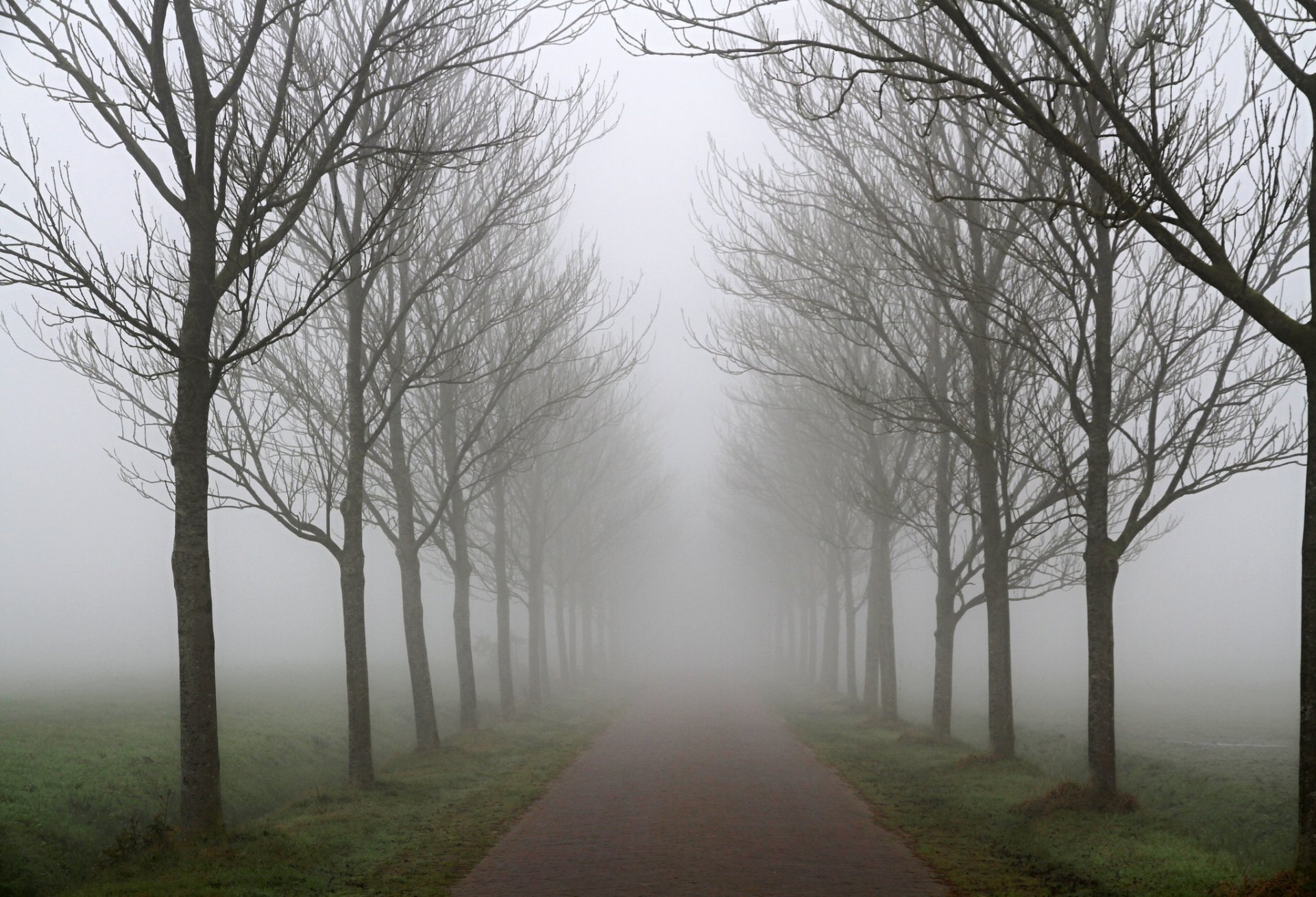 camino árboles fila otoño niebla