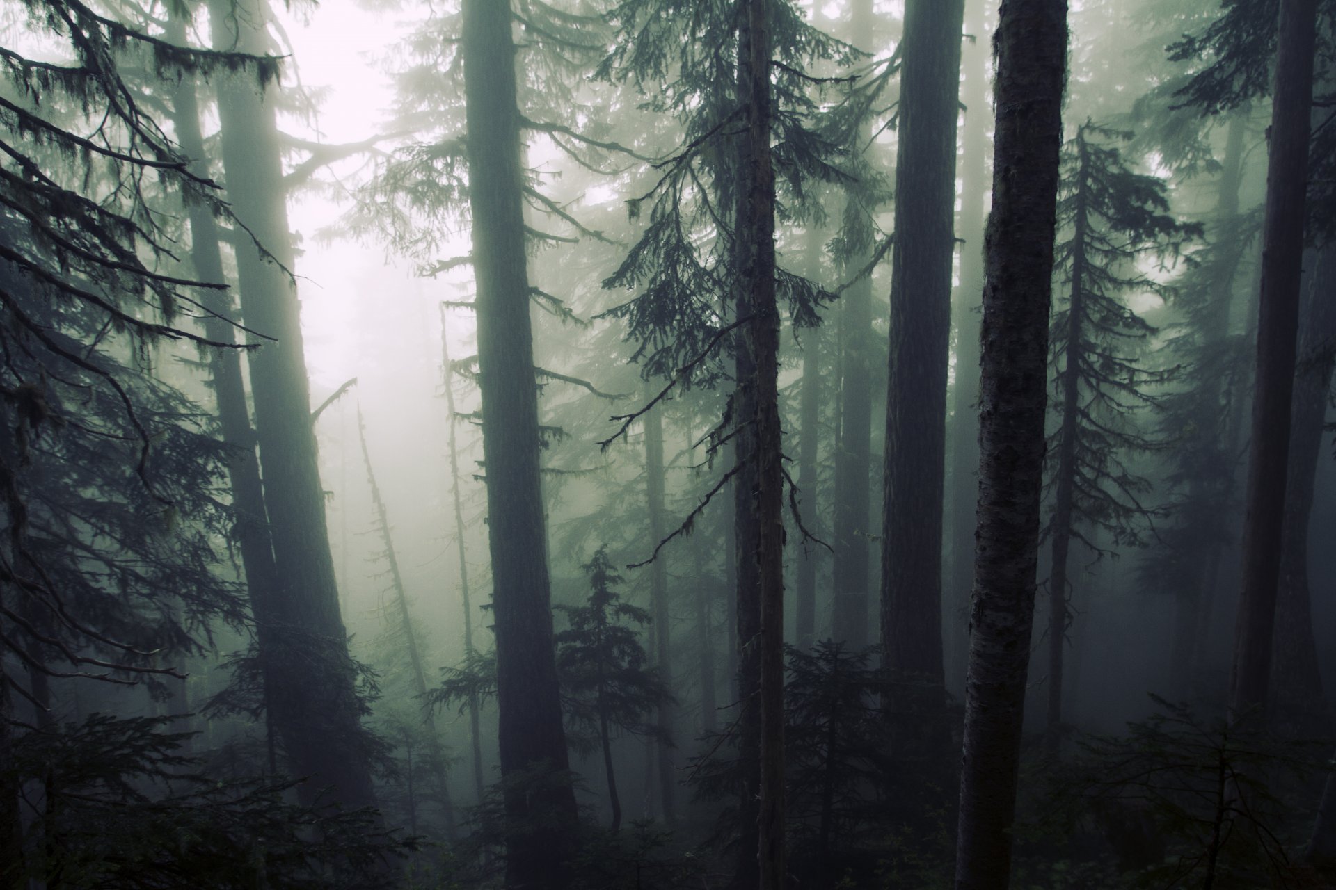 naturaleza bosque árboles sombrío niebla