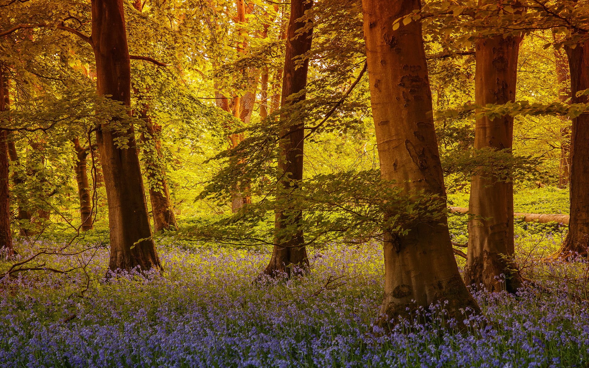 forest flower nature