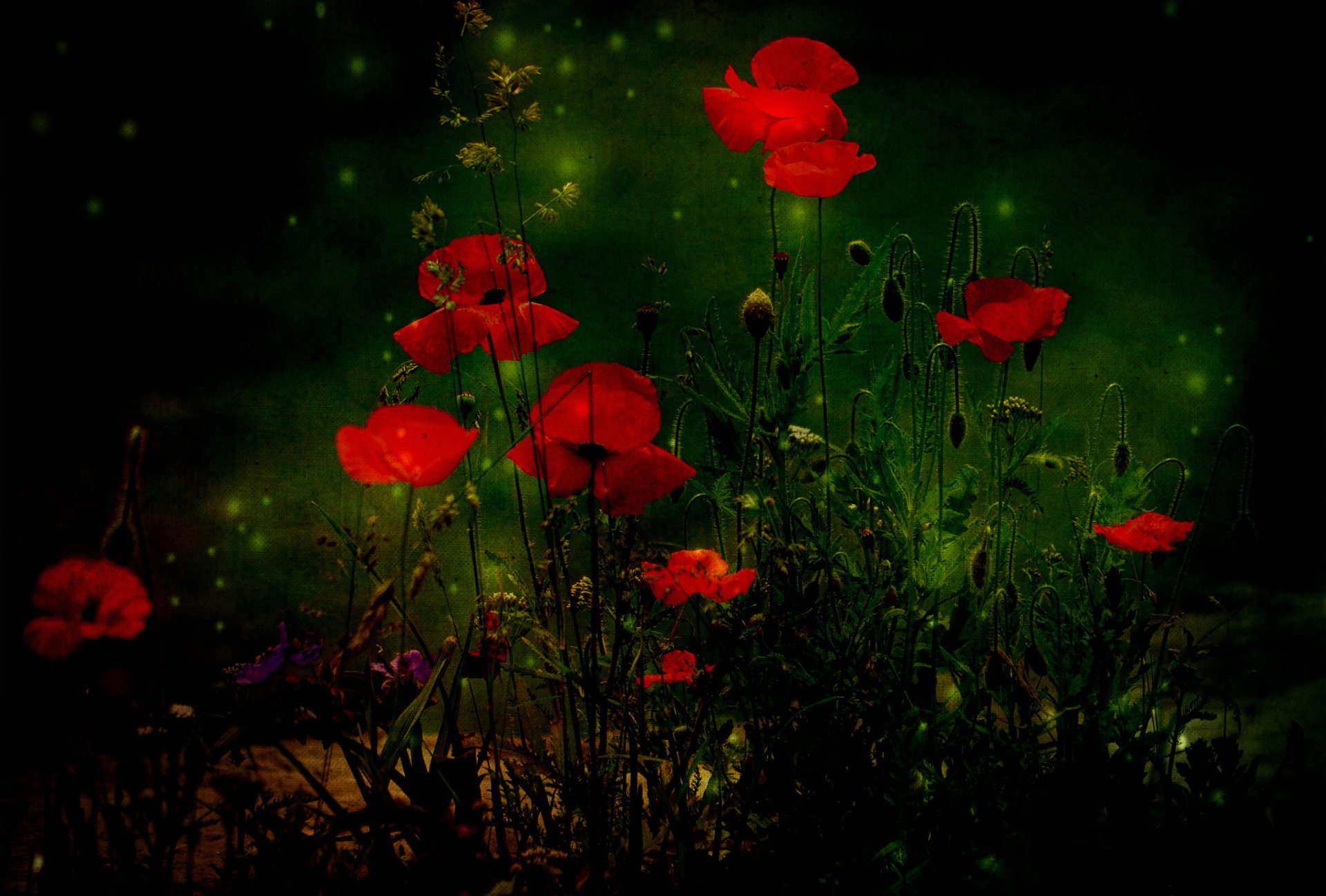 wald lichtung blumen mohn textur