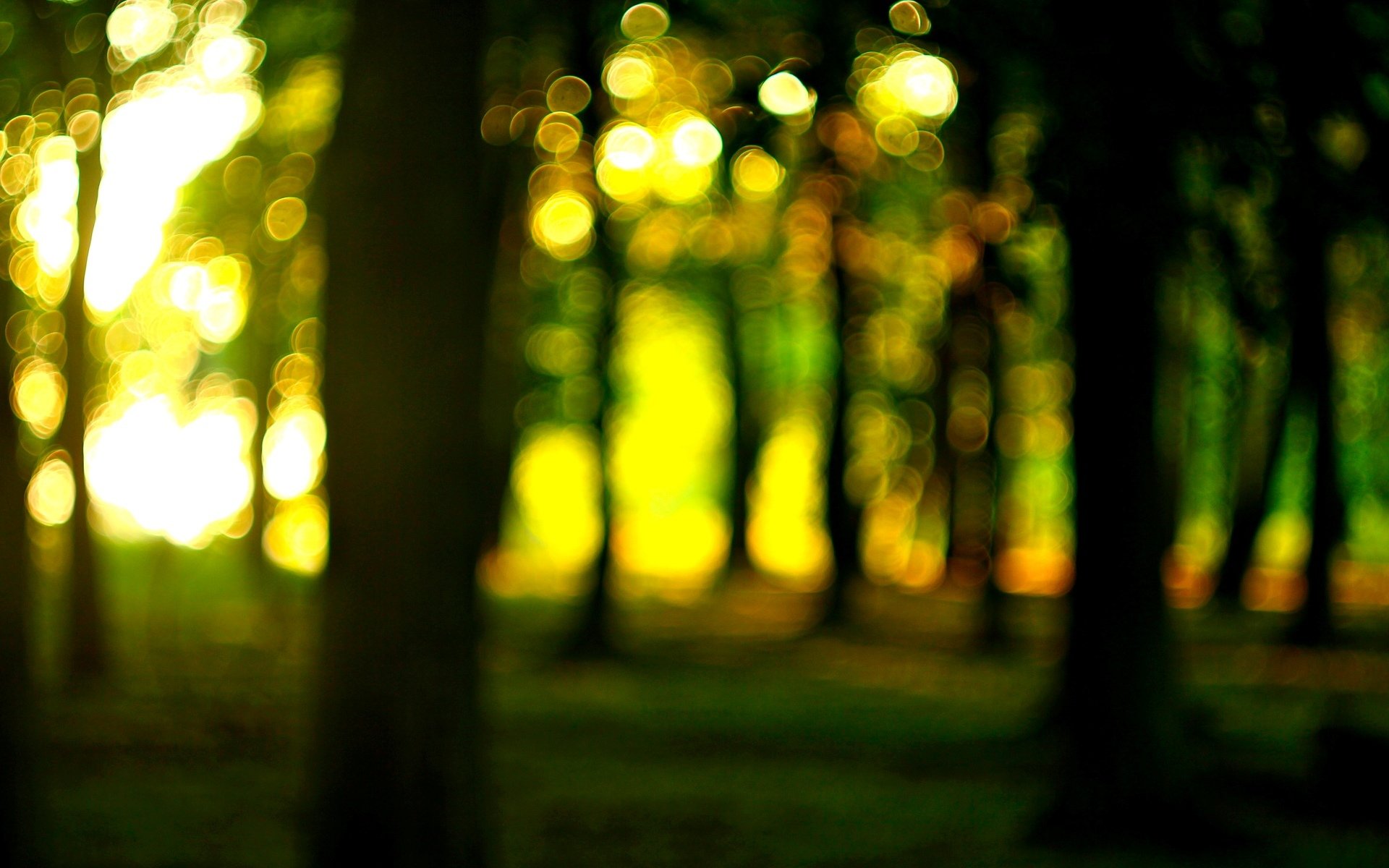 nature macro arbres forêt soleil bokeh flou macro fond d écran écran large plein écran écran large arrière-plan écran large