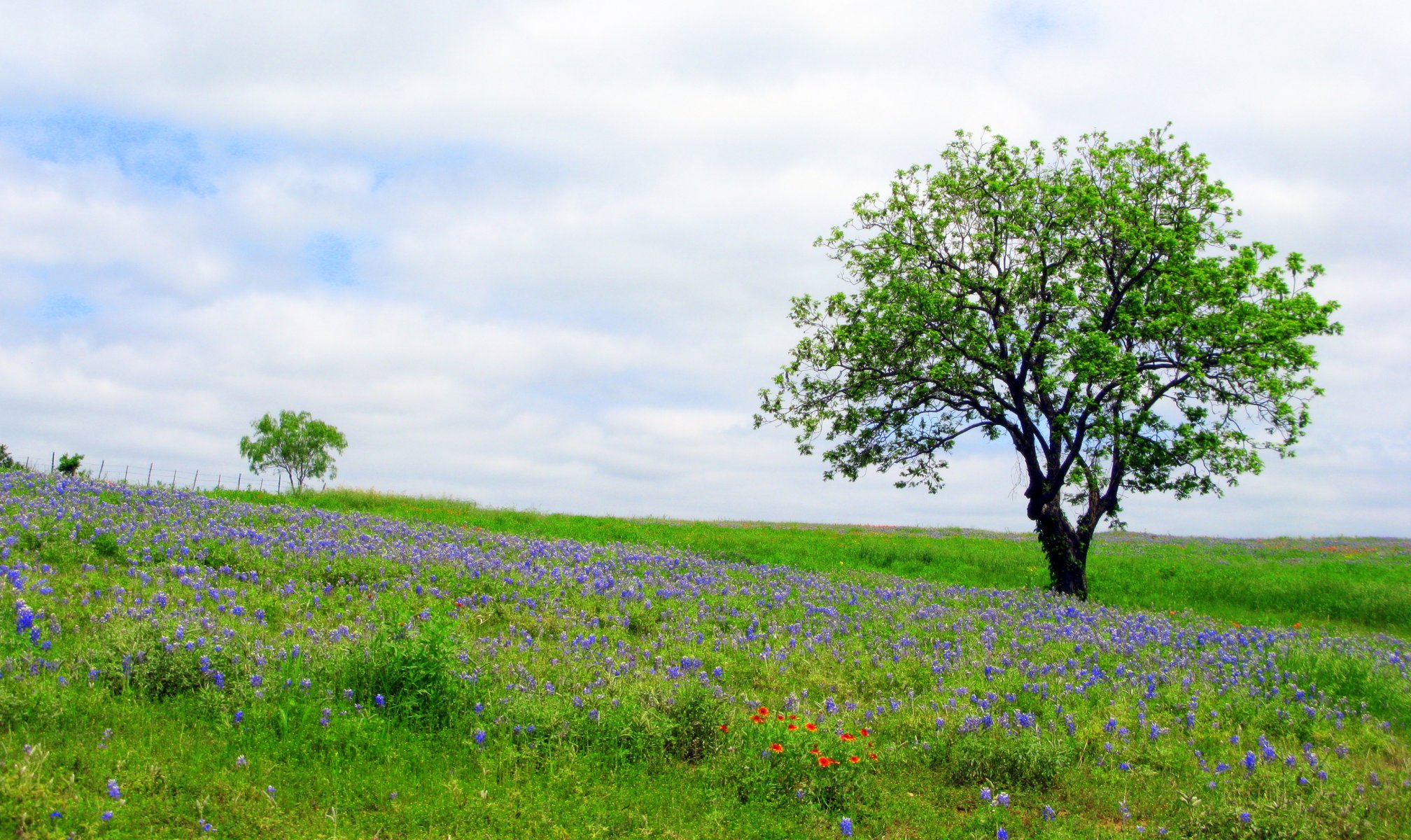 ky clouds spring meadow flower grass tree