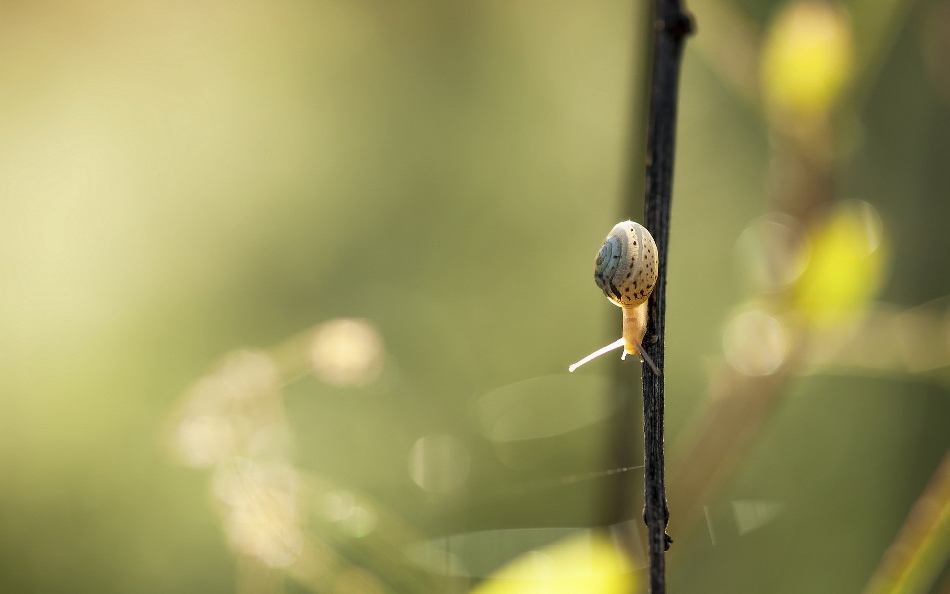 schnecke natur sommer