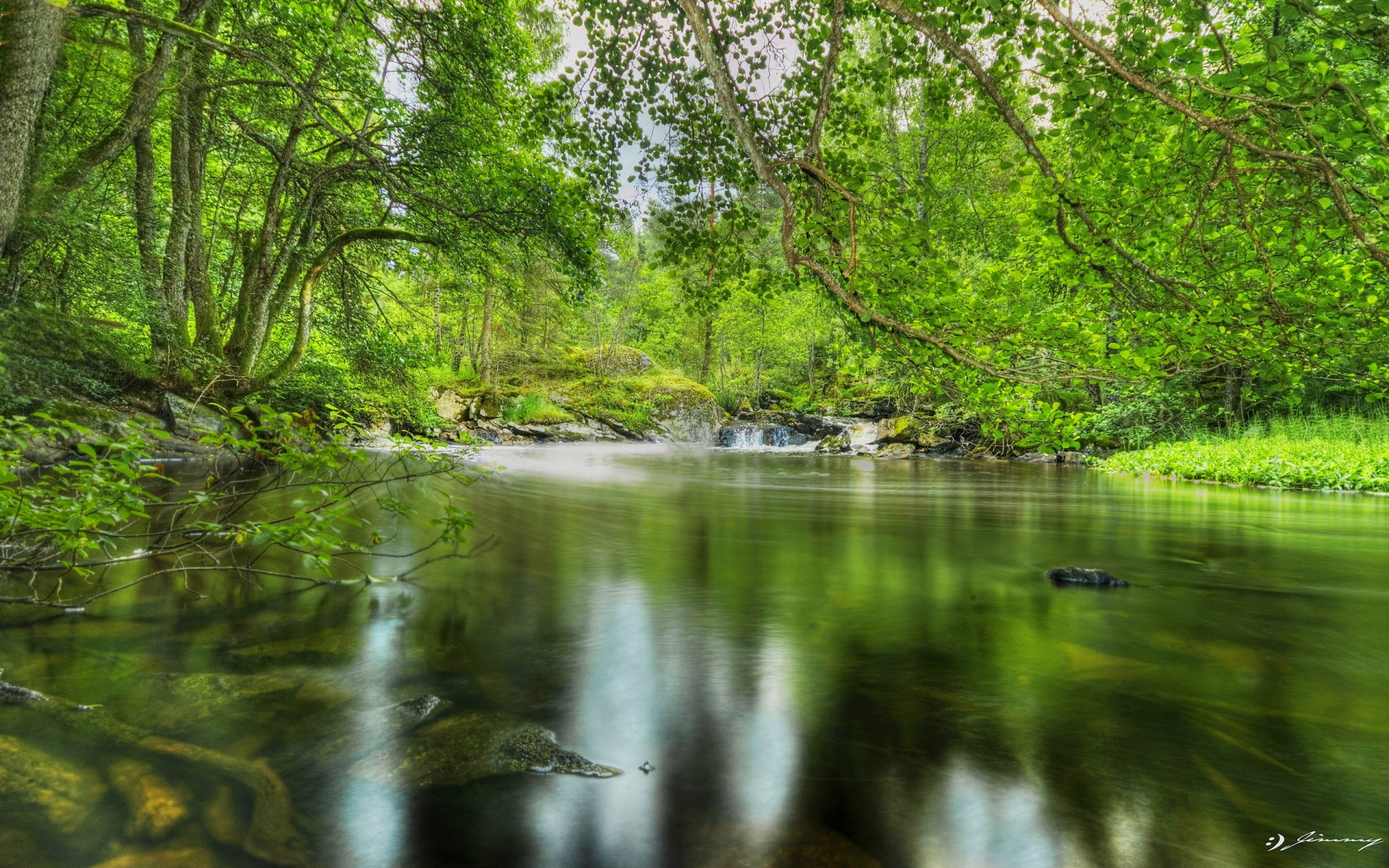 forest pond tree foliage