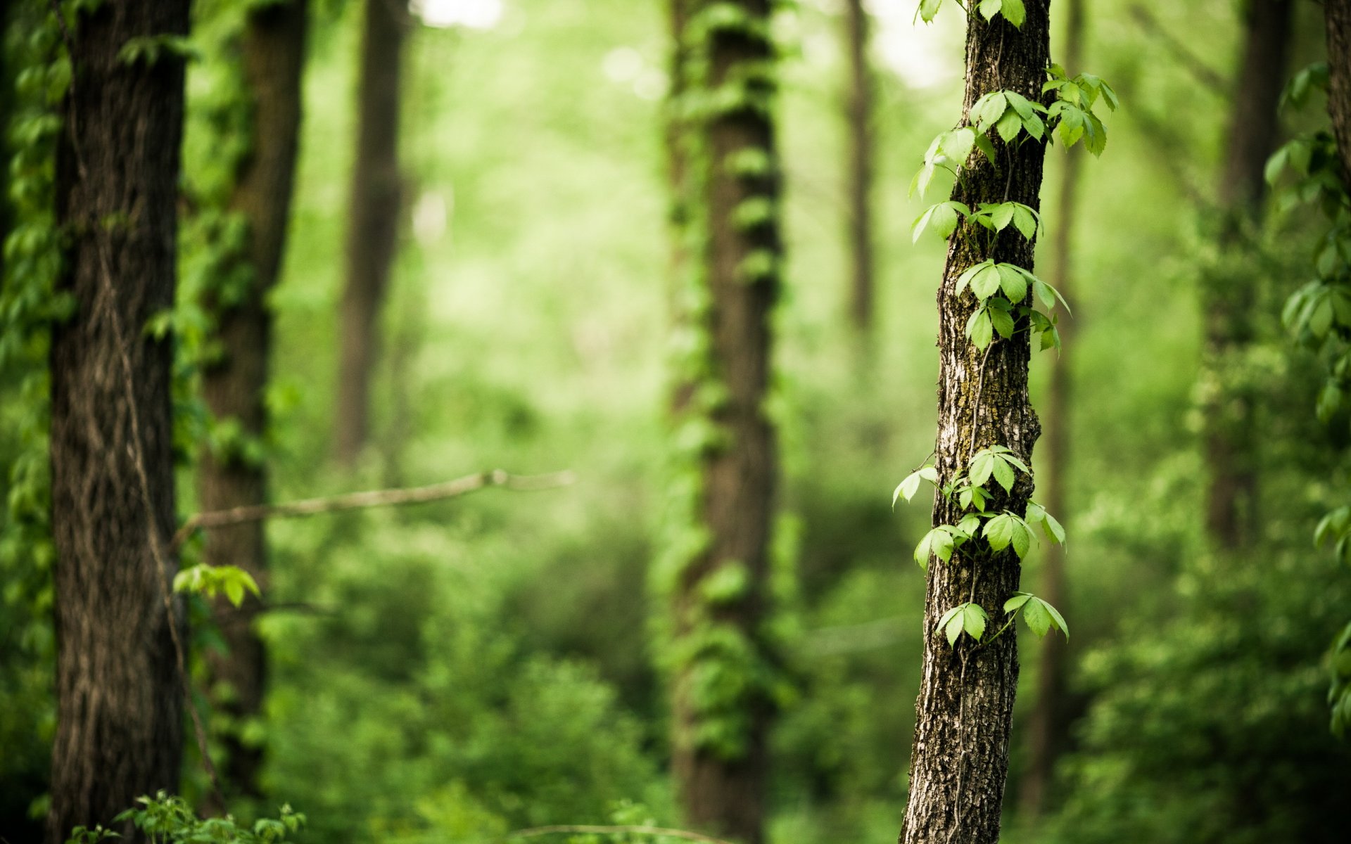 forest tree nature