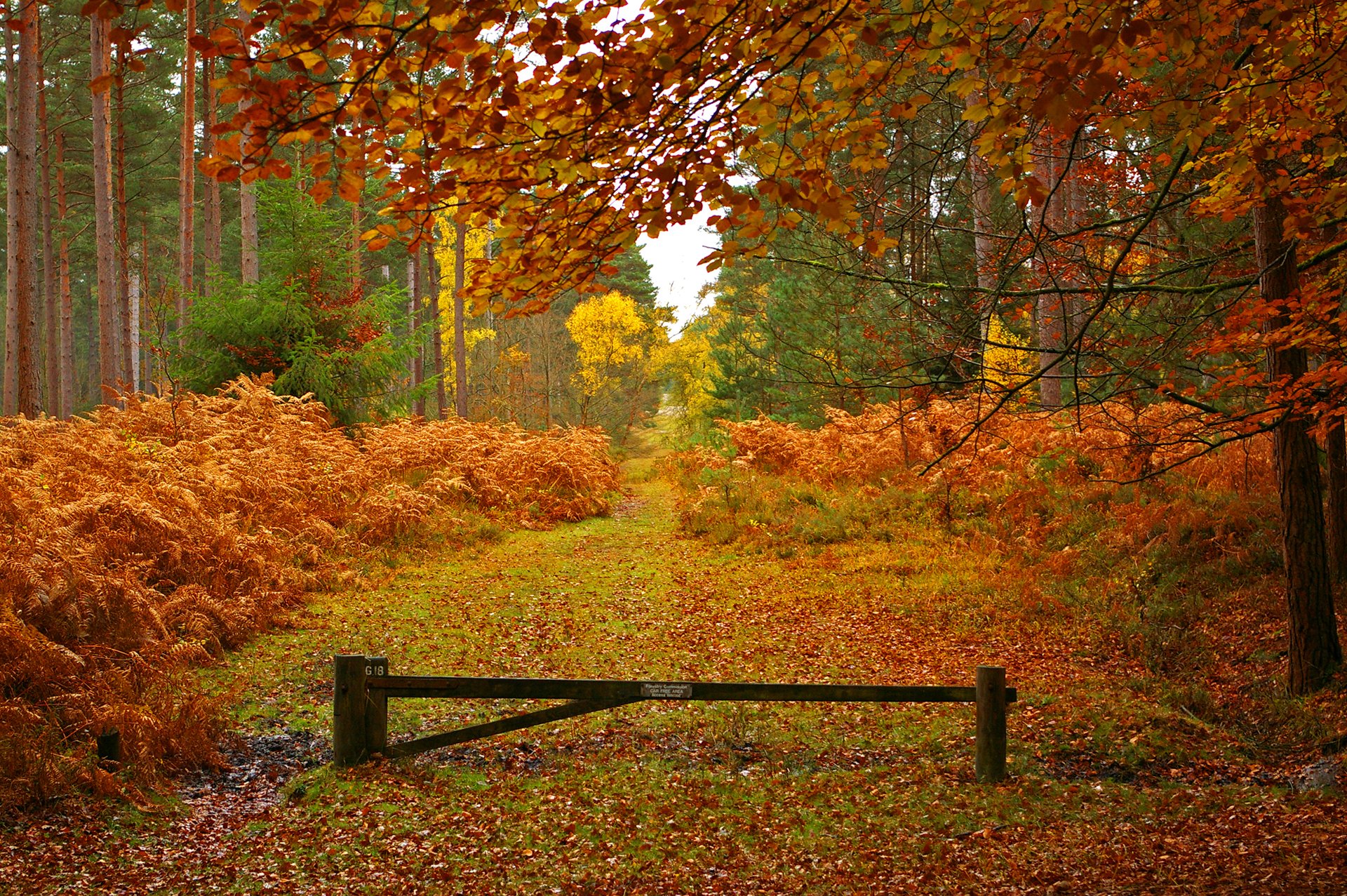 foresta alberi strada autunno foglie