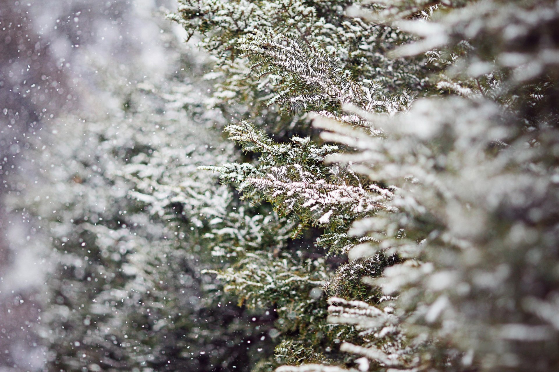 winter tanne weihnachtsbaum bäume zweige schnee natur unschärfe