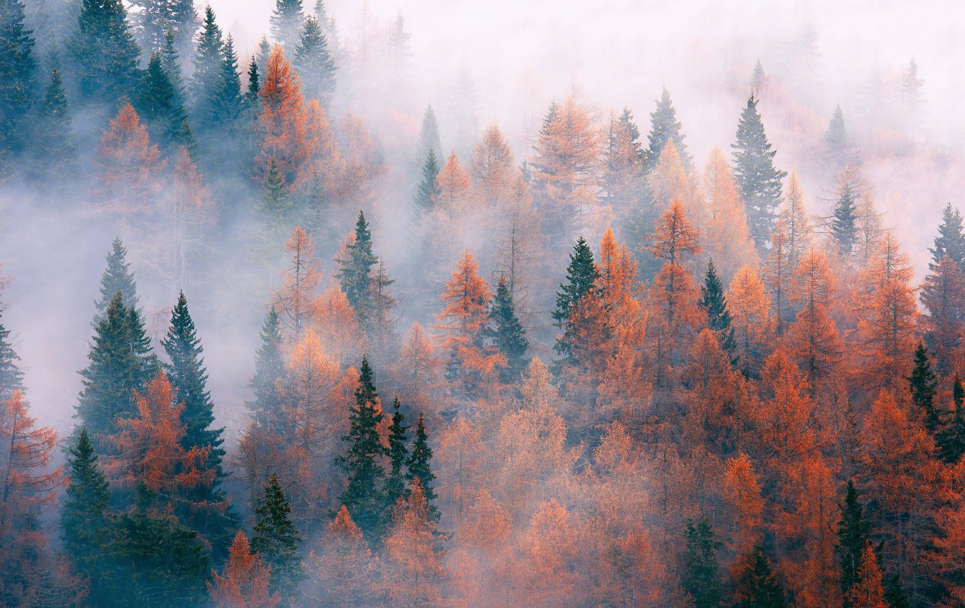 natura las drzewa mgła jesień listopad