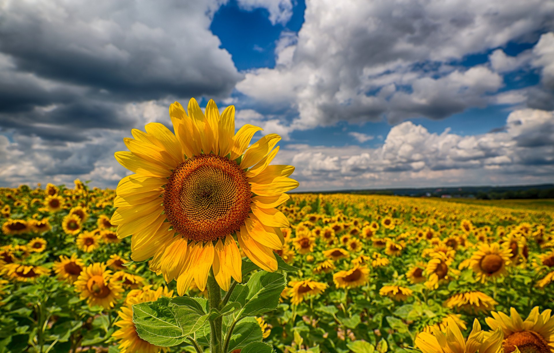 sonnenblumen feld wolken