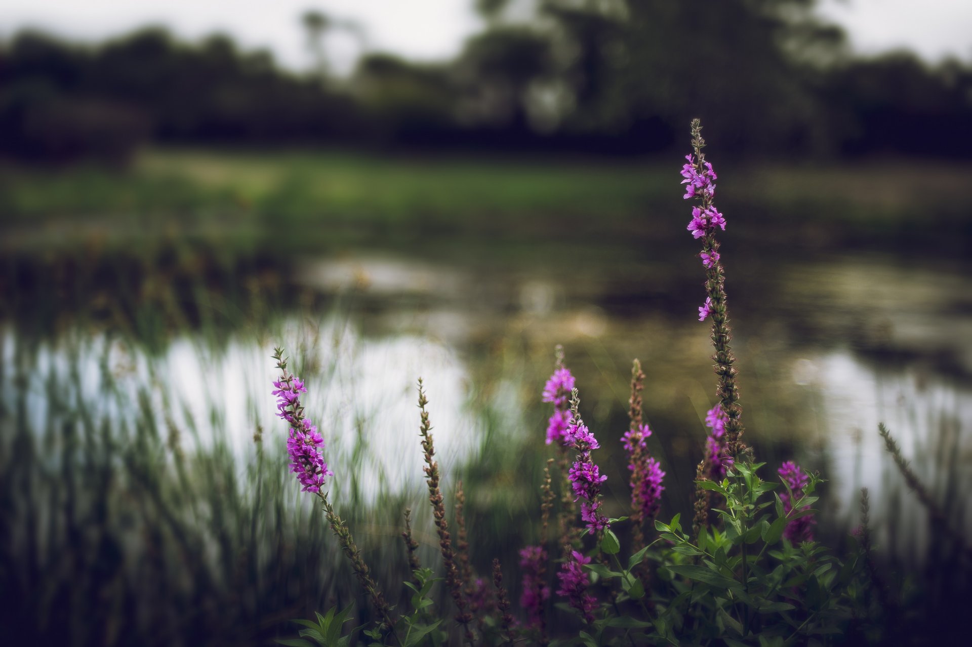 rivière herbe fleurs floraison flou nature