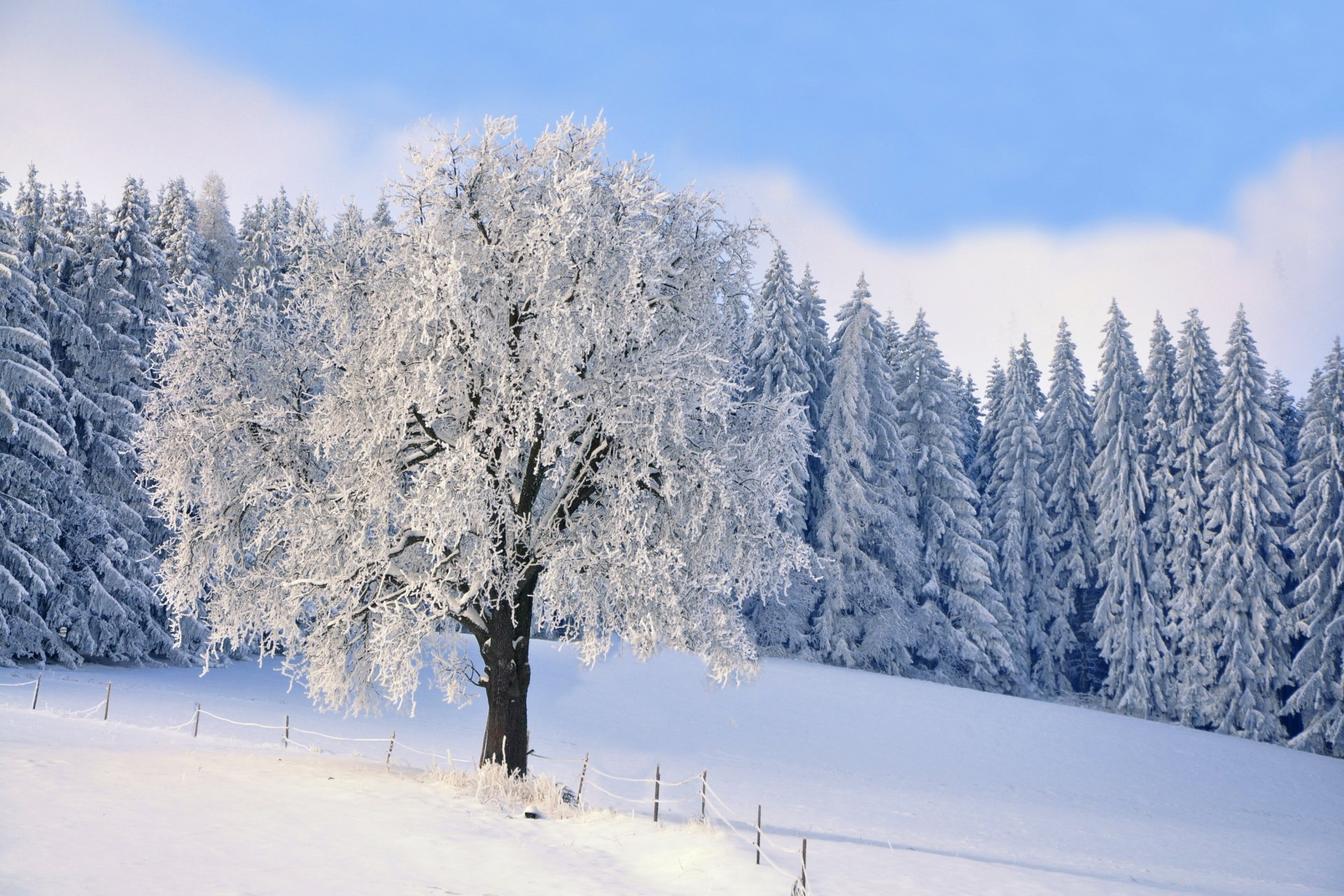 forêt sapin arbre givre neige hiver