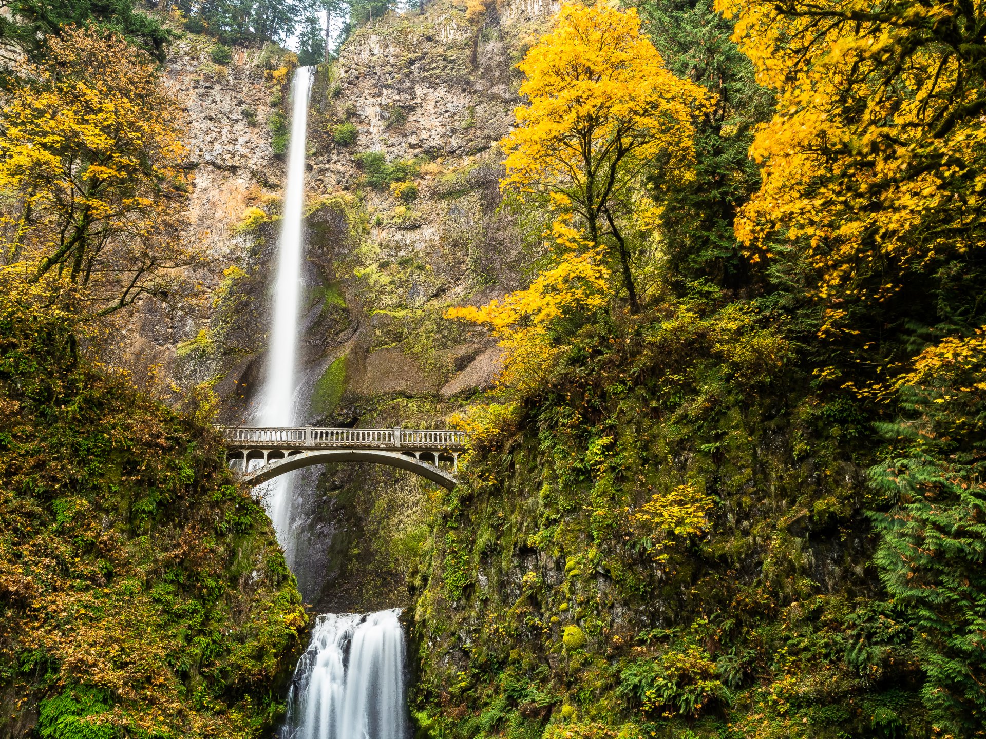 oregon stati uniti d america cascata fiume flusso foresta alberi ponte autunno