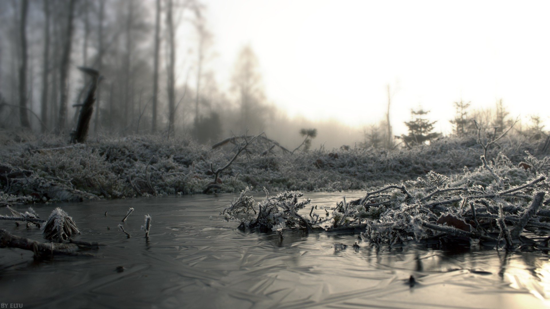 fog frost frost branches cold