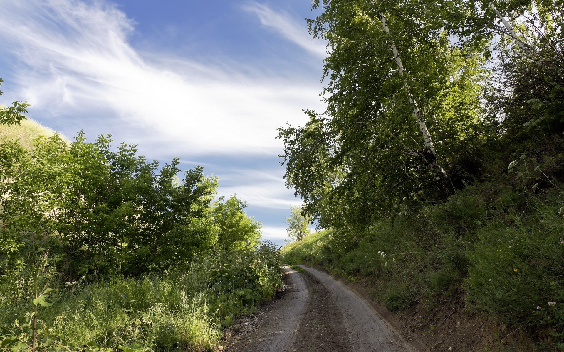 verano camino árboles paisaje