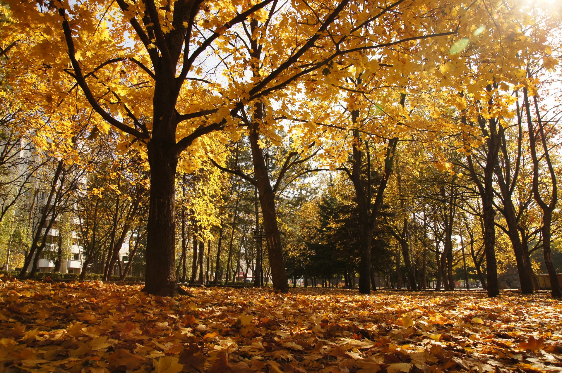 autunno parco pyatigorsk